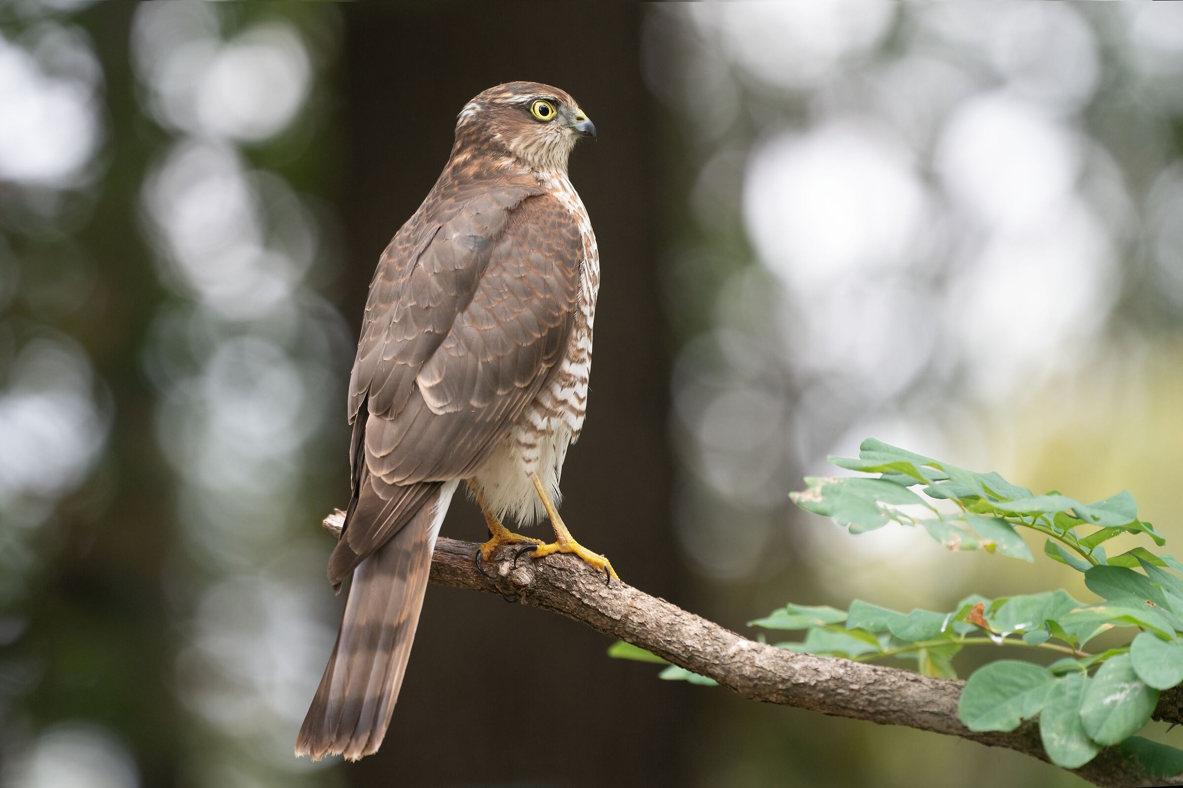 Sparrowhawk