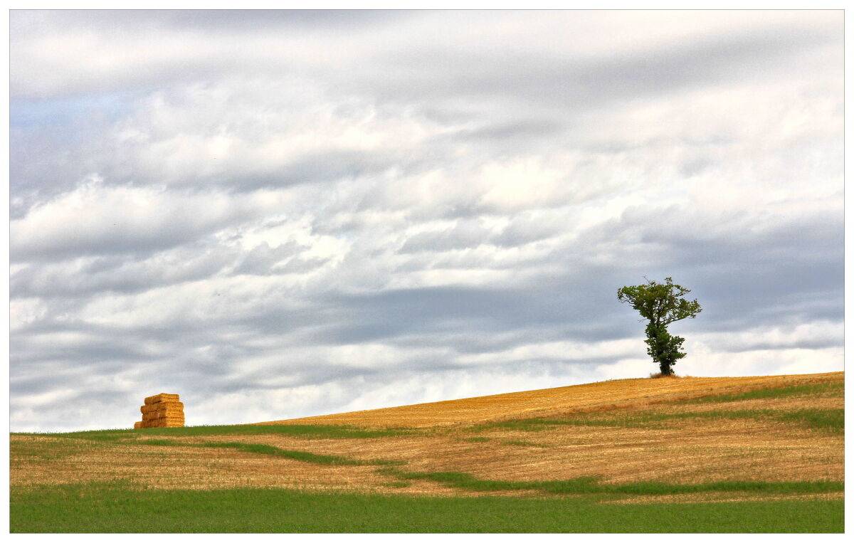 Sulle dolci colline marchigiane dell'urbinate