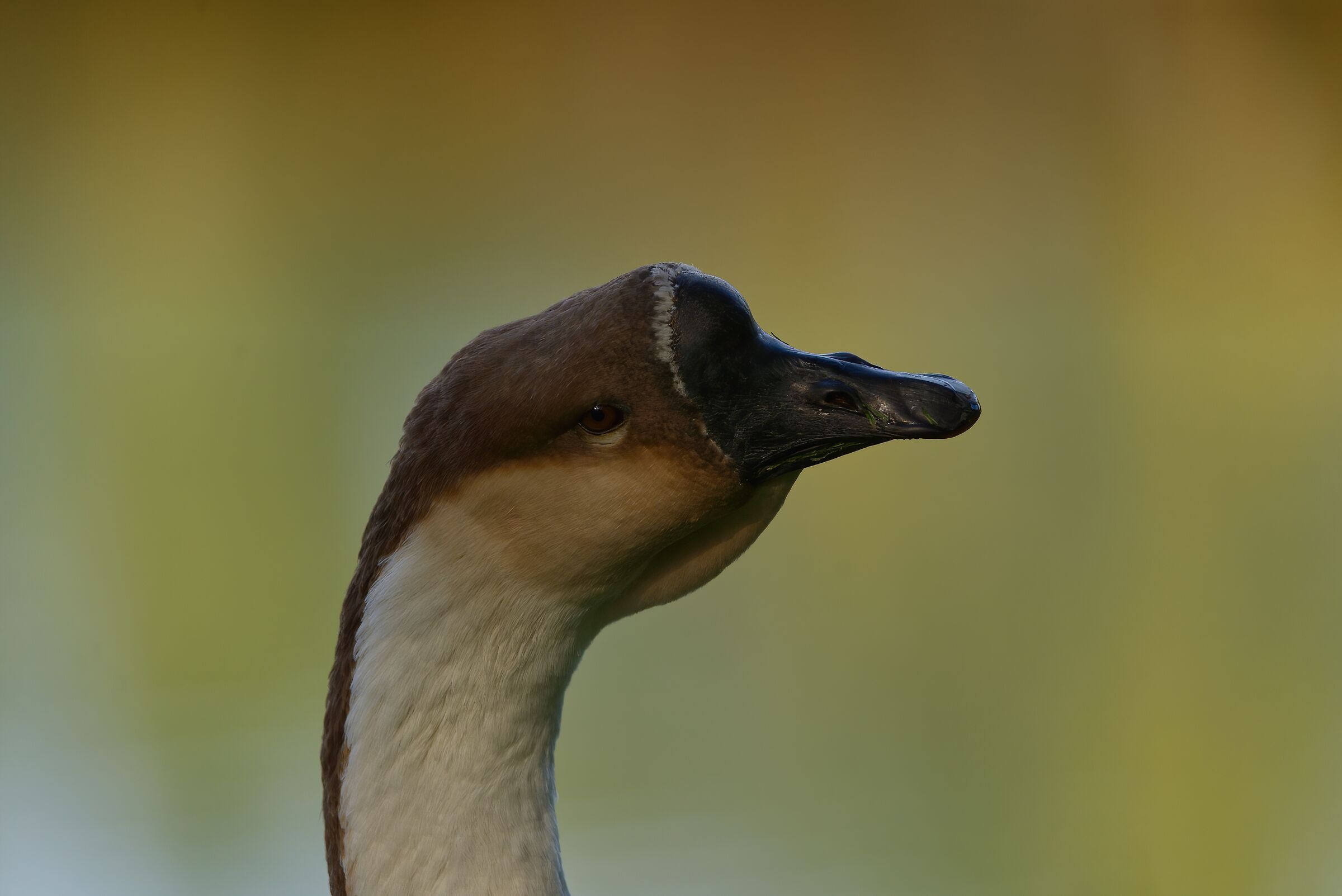 Languid eye