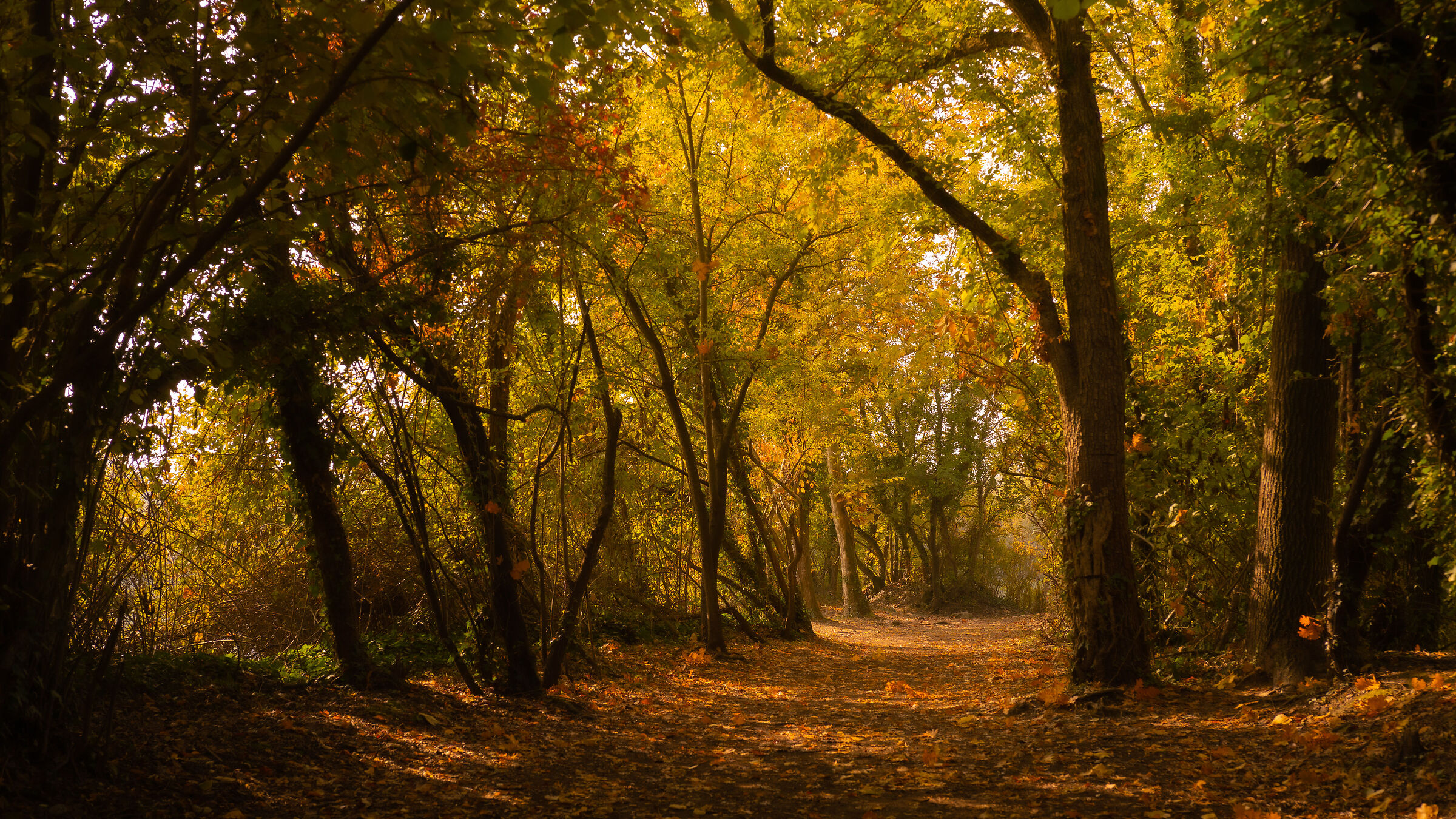 Autunno alle  Torbiere del Sebino