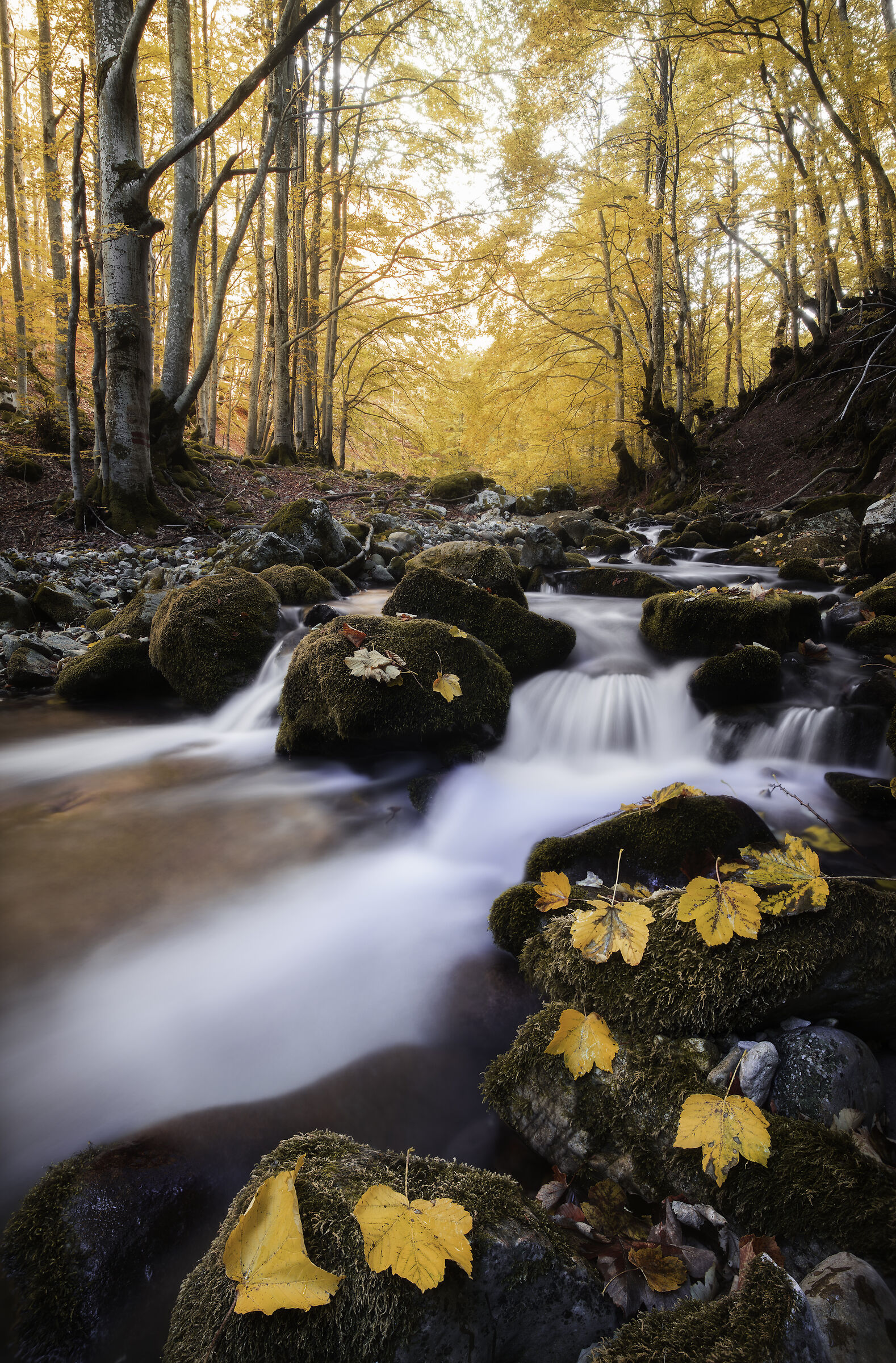 Autunno sul Rio Torto