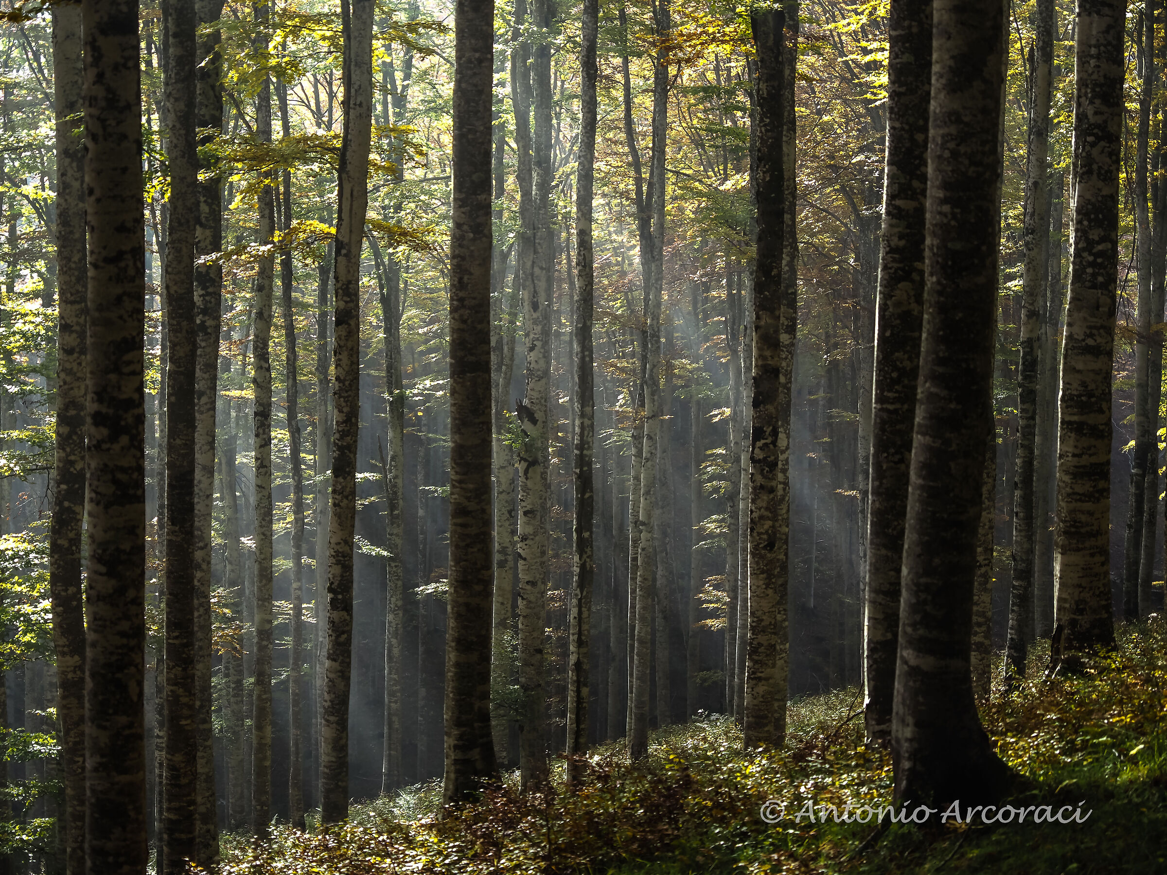 Cansiglio magie nel bosco