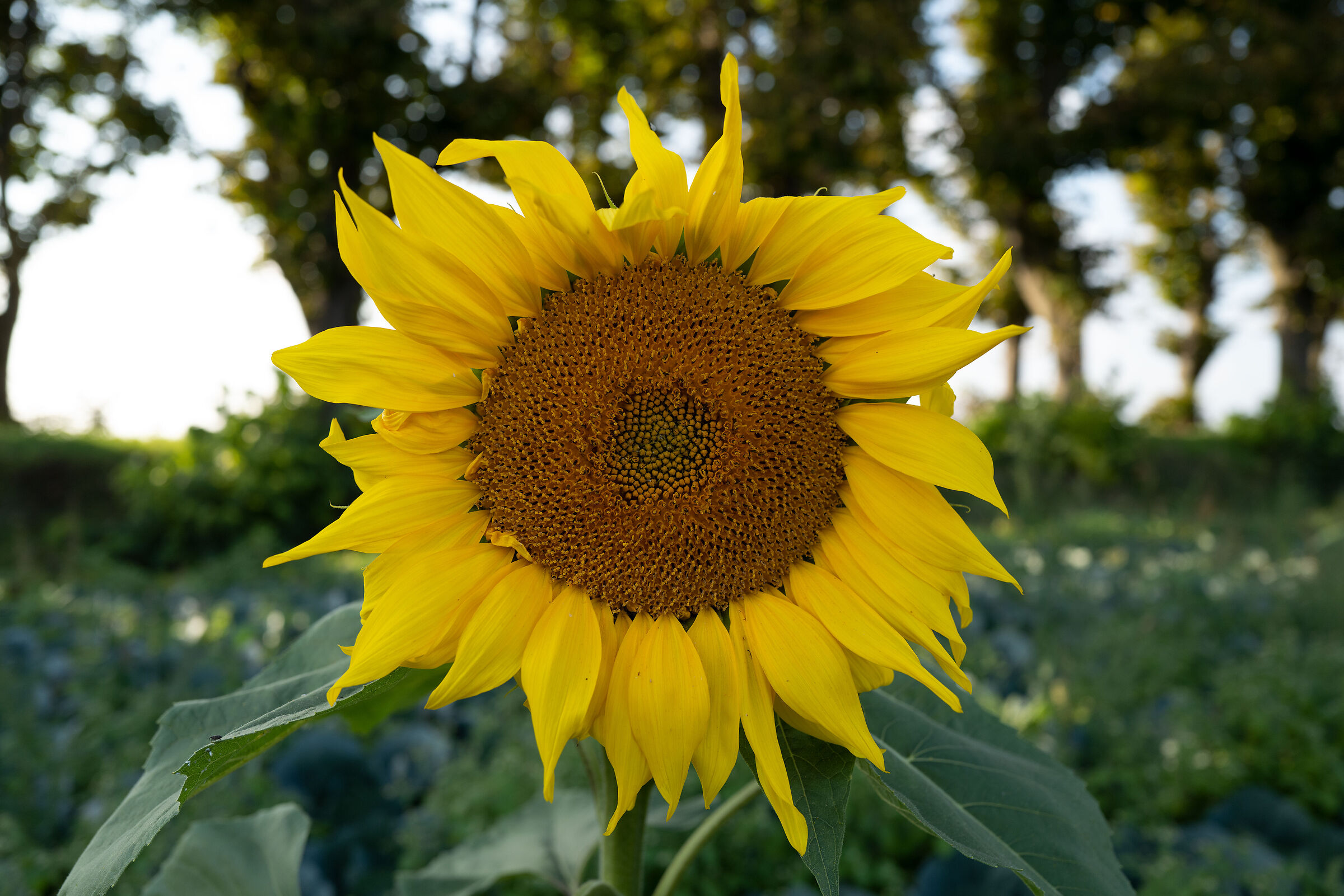 L'ultimo girasole