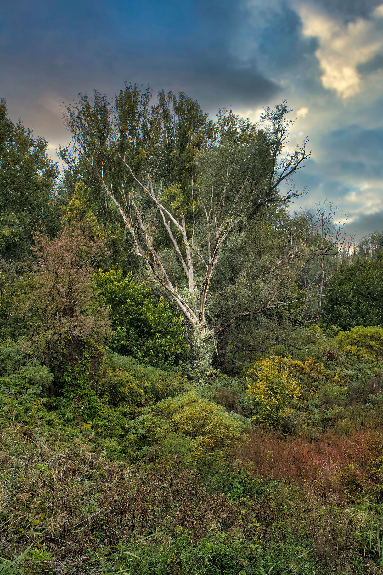 Bosco di Porporana sull'argine del Po