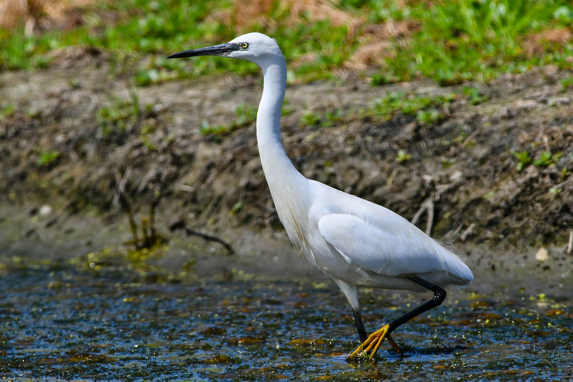 Egret