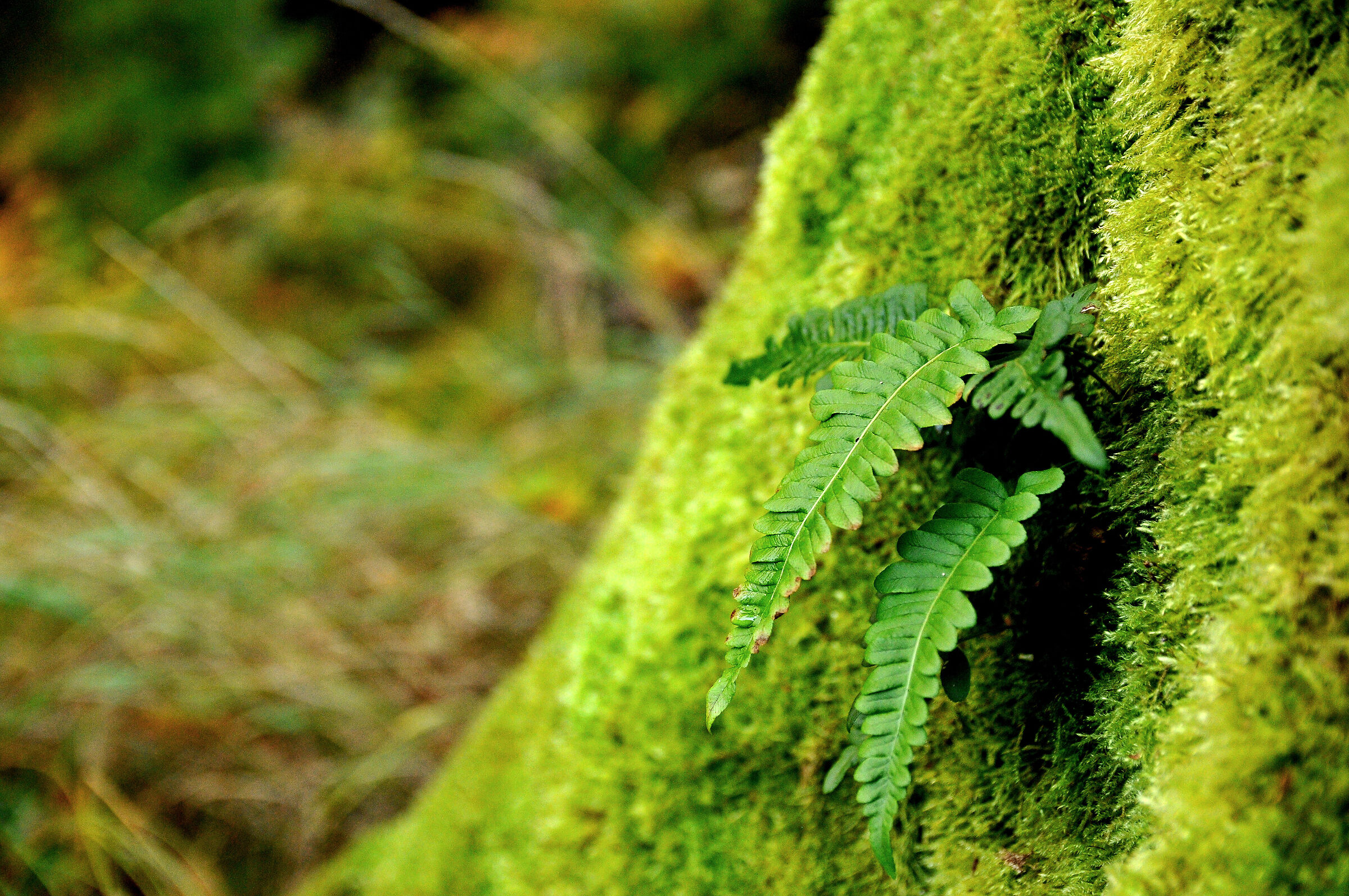 velluto verde