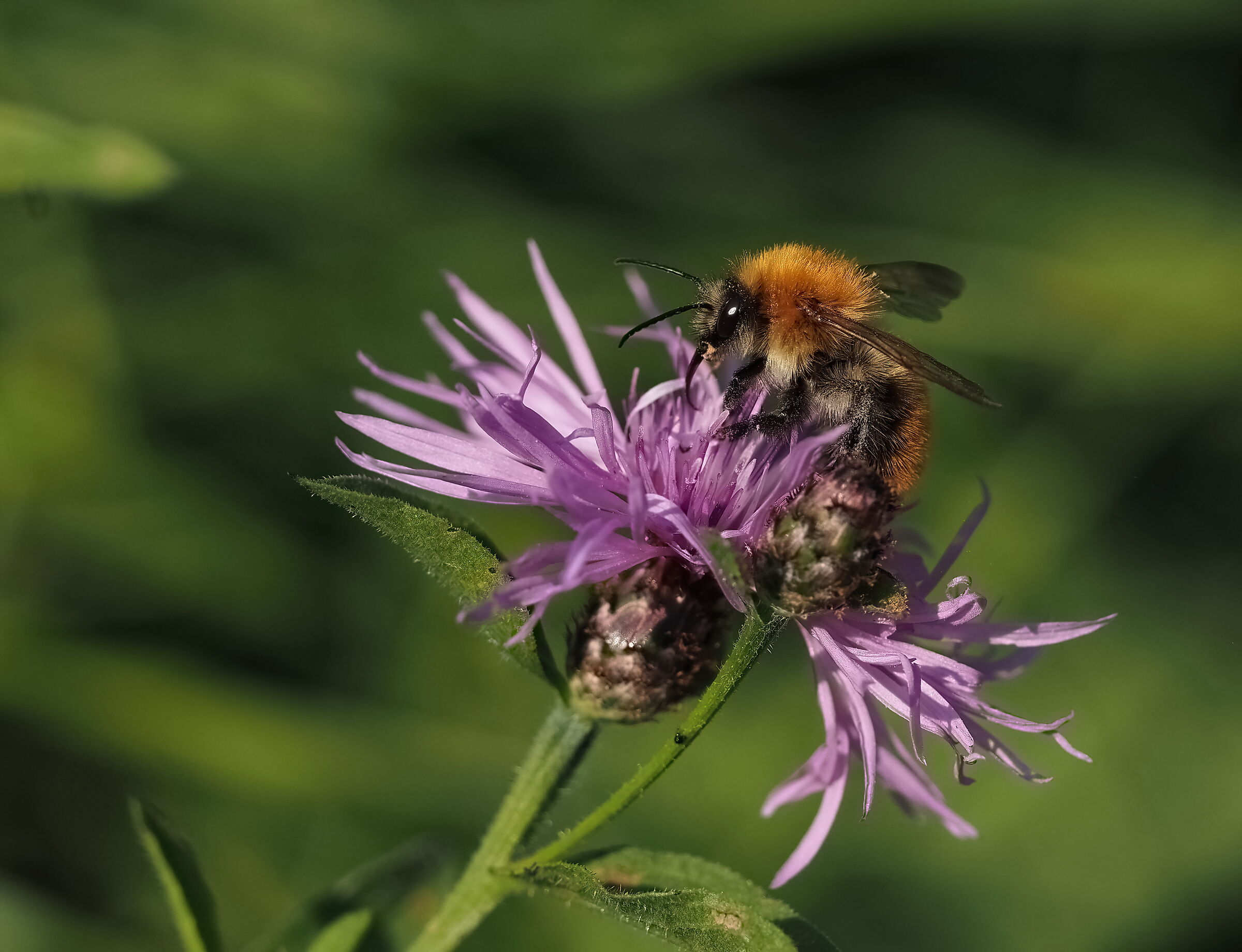 Last flowers, last flights