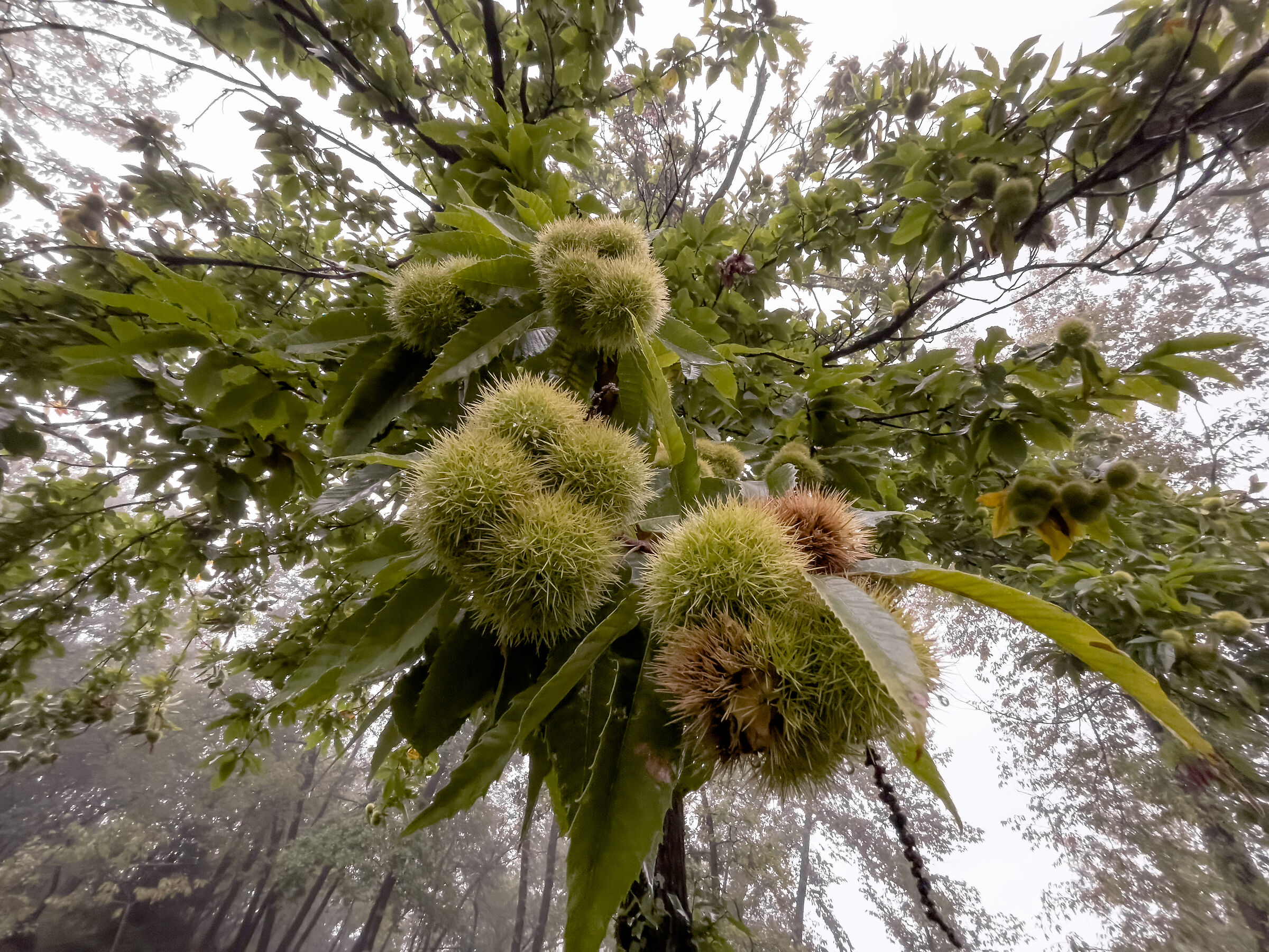 Pioggia, ricci e nebbia sul Lago di Como