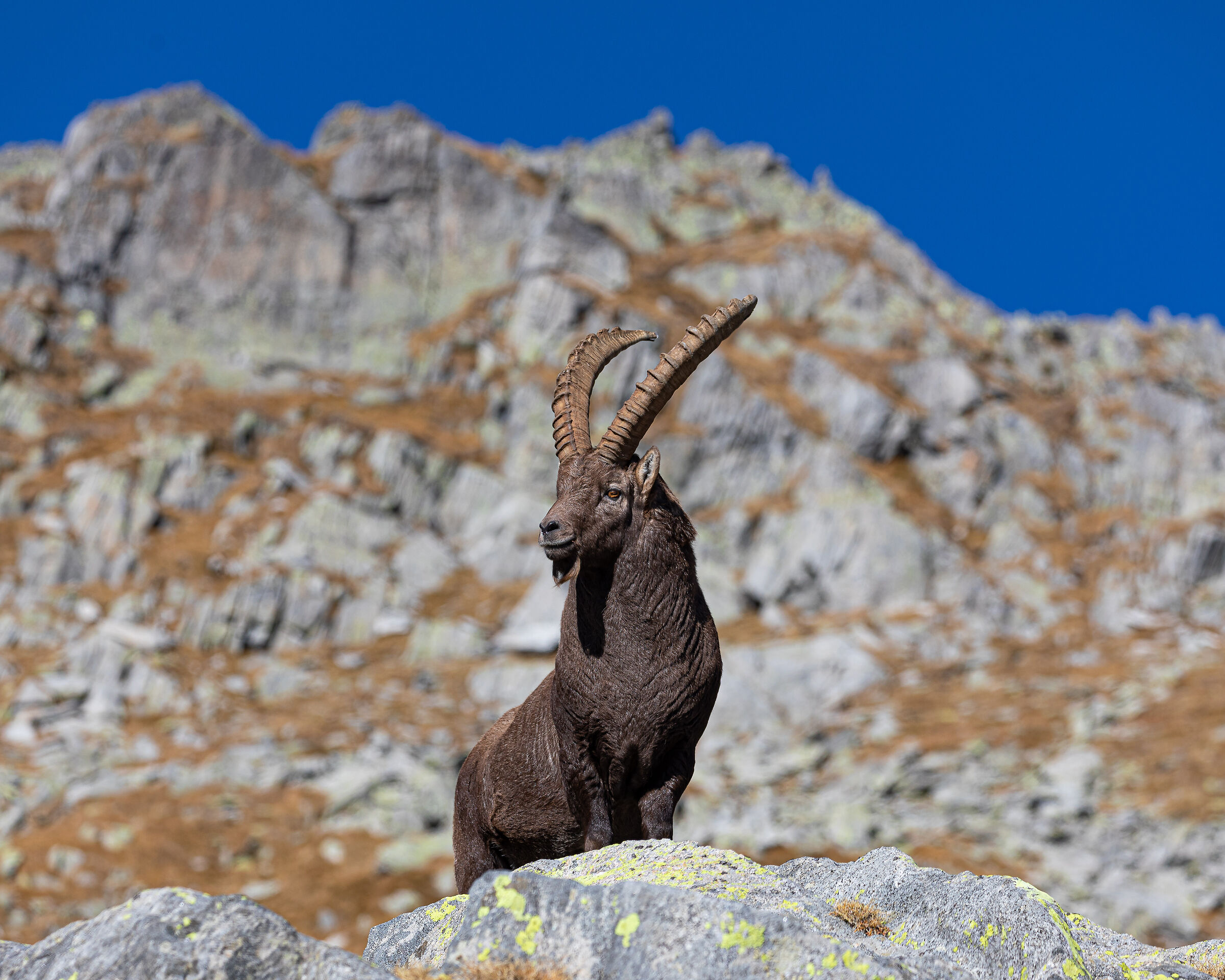 Ibex