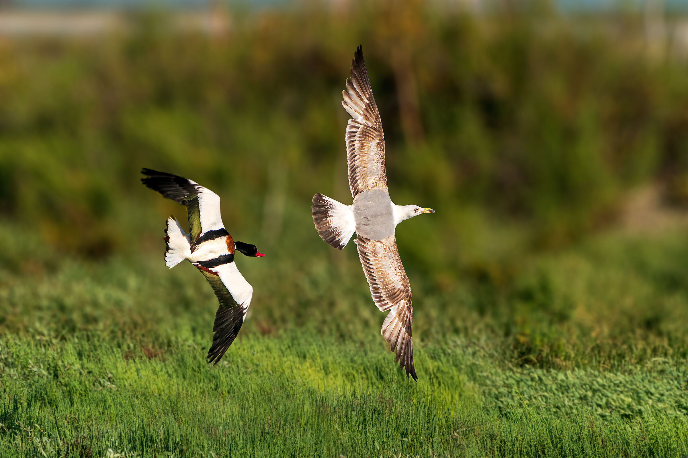 Defense of the young of a male fox