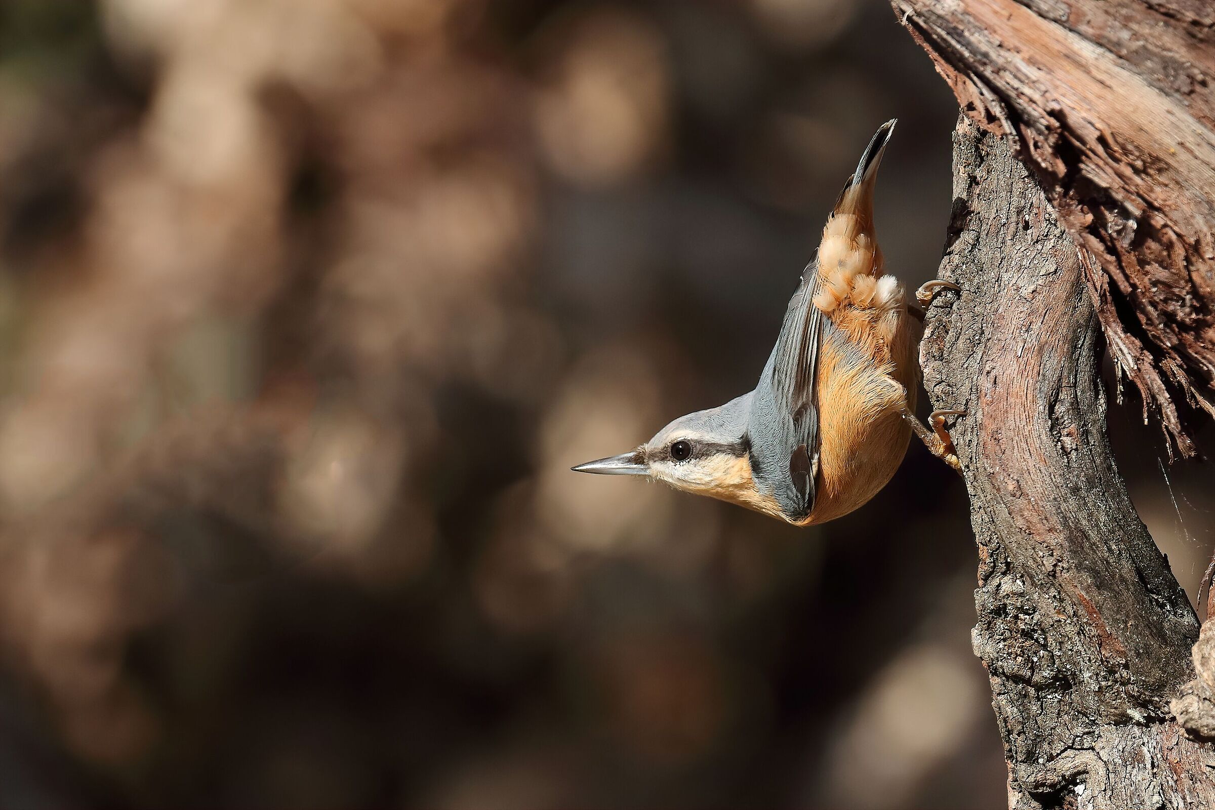 wood nuthatch