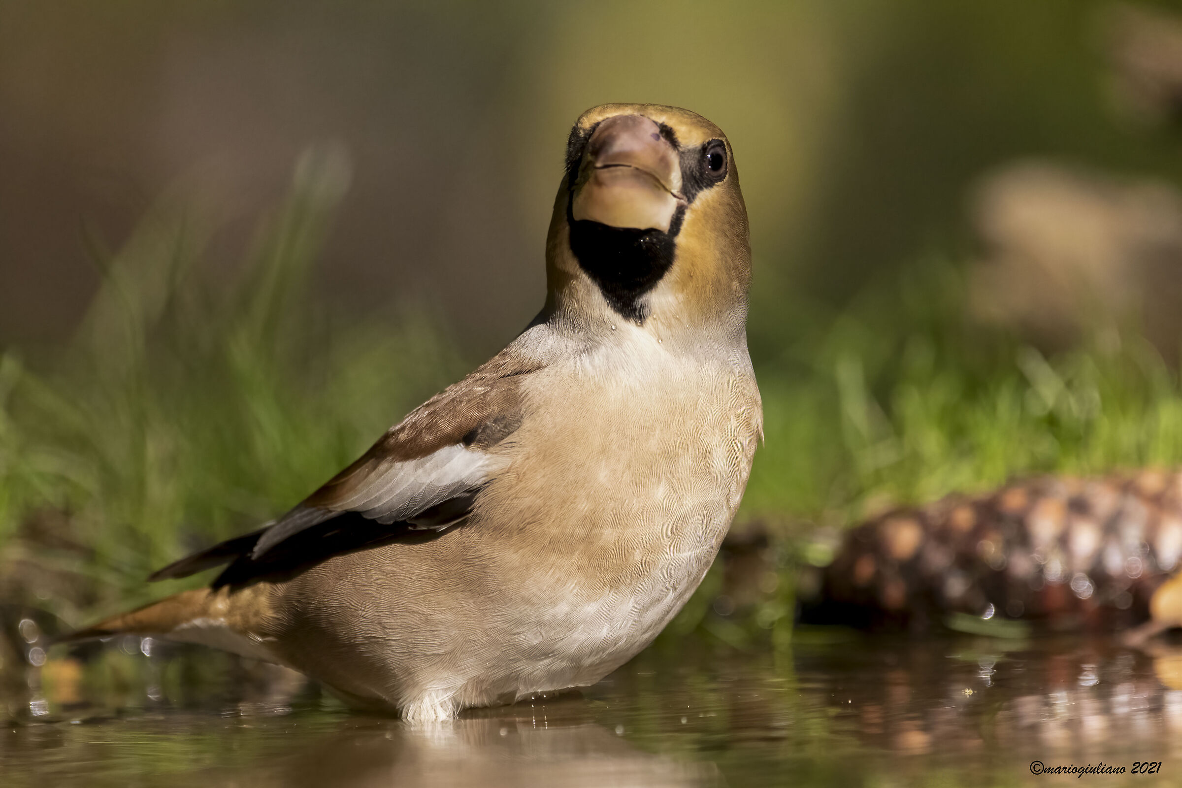 Hawfinch