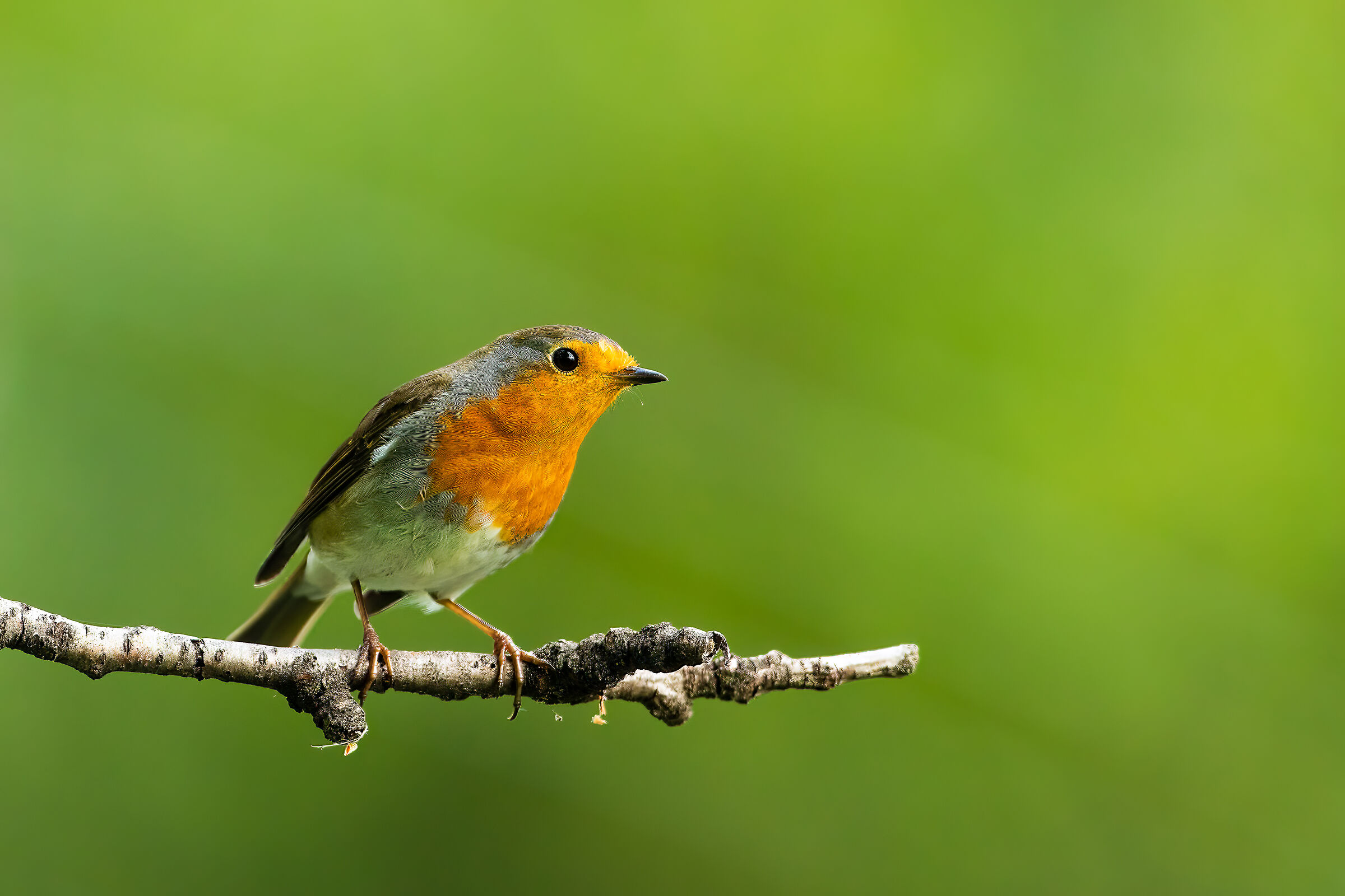 Incontro col pettirosso