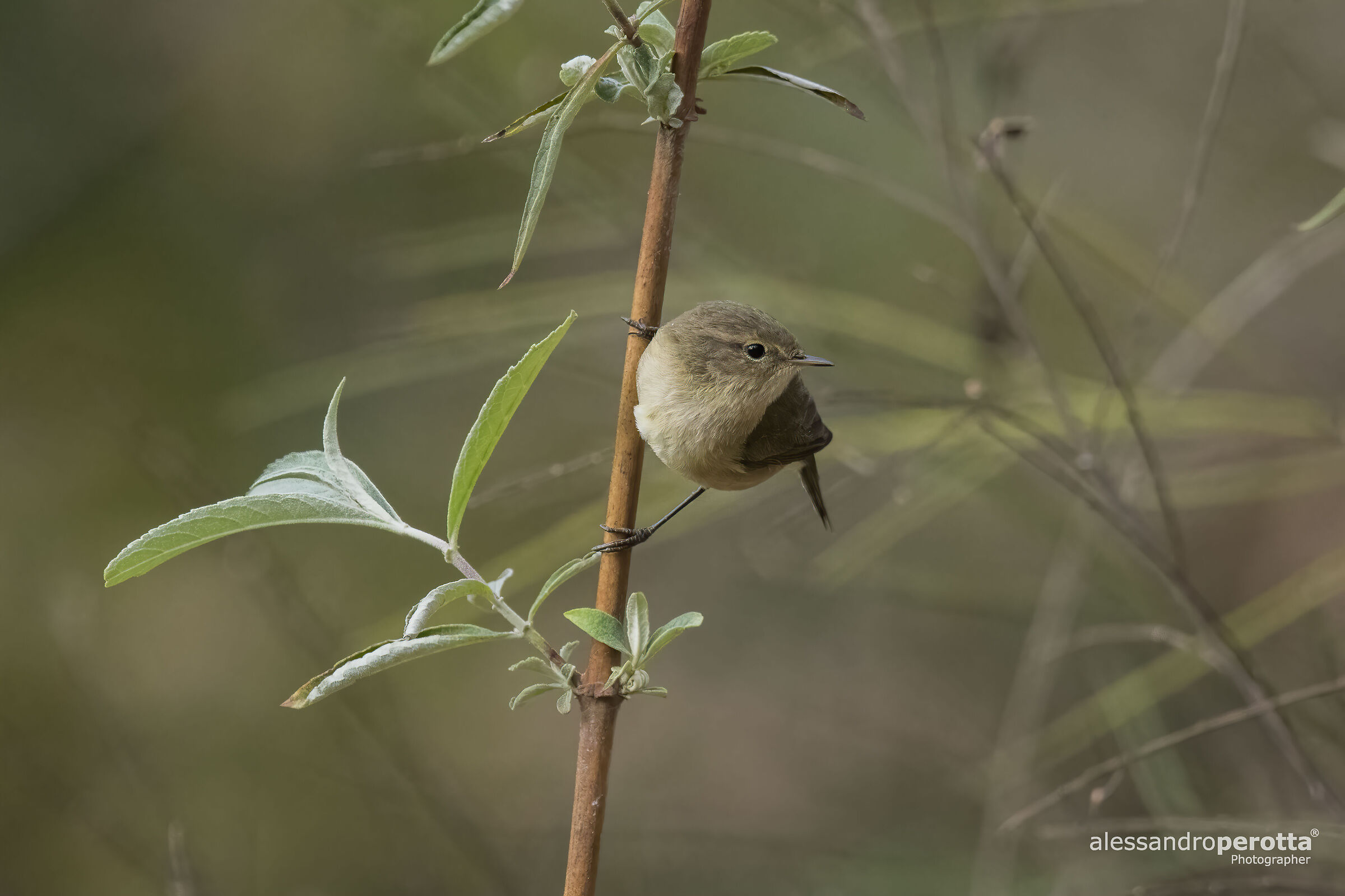 Phylloscopus collybita