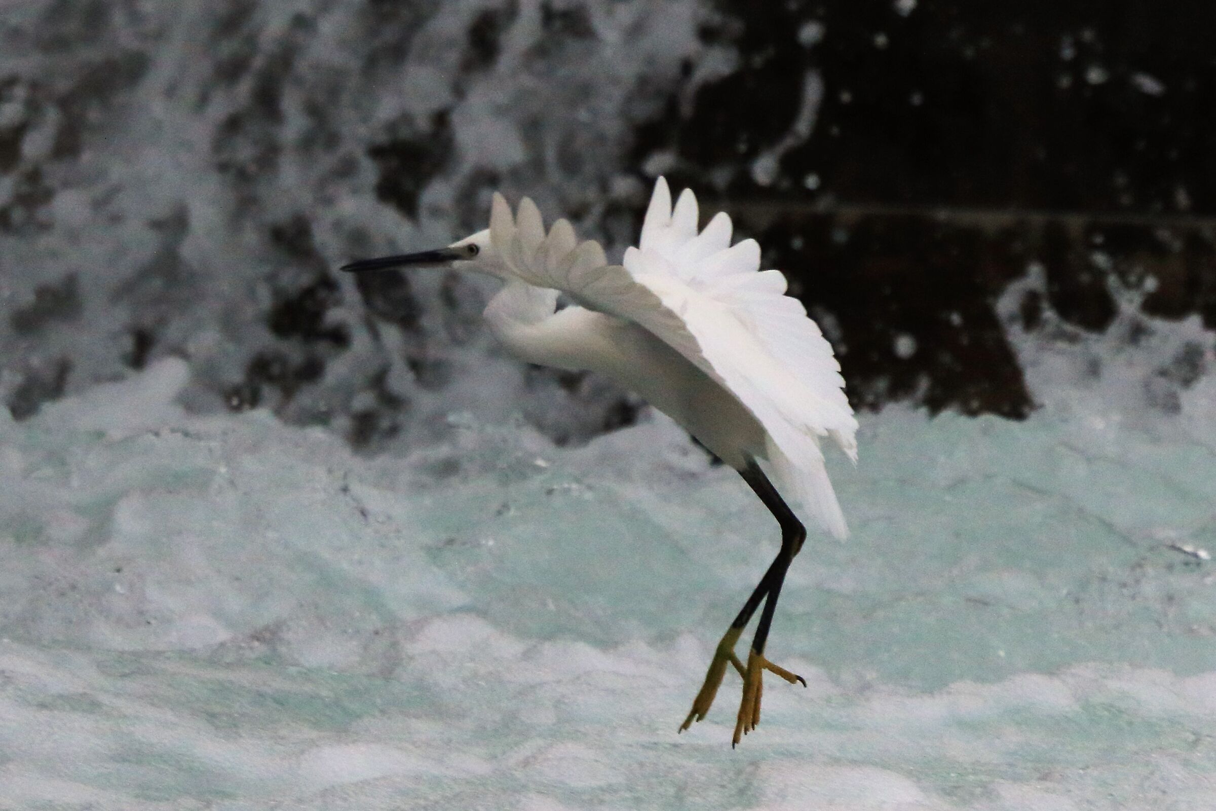 egret
