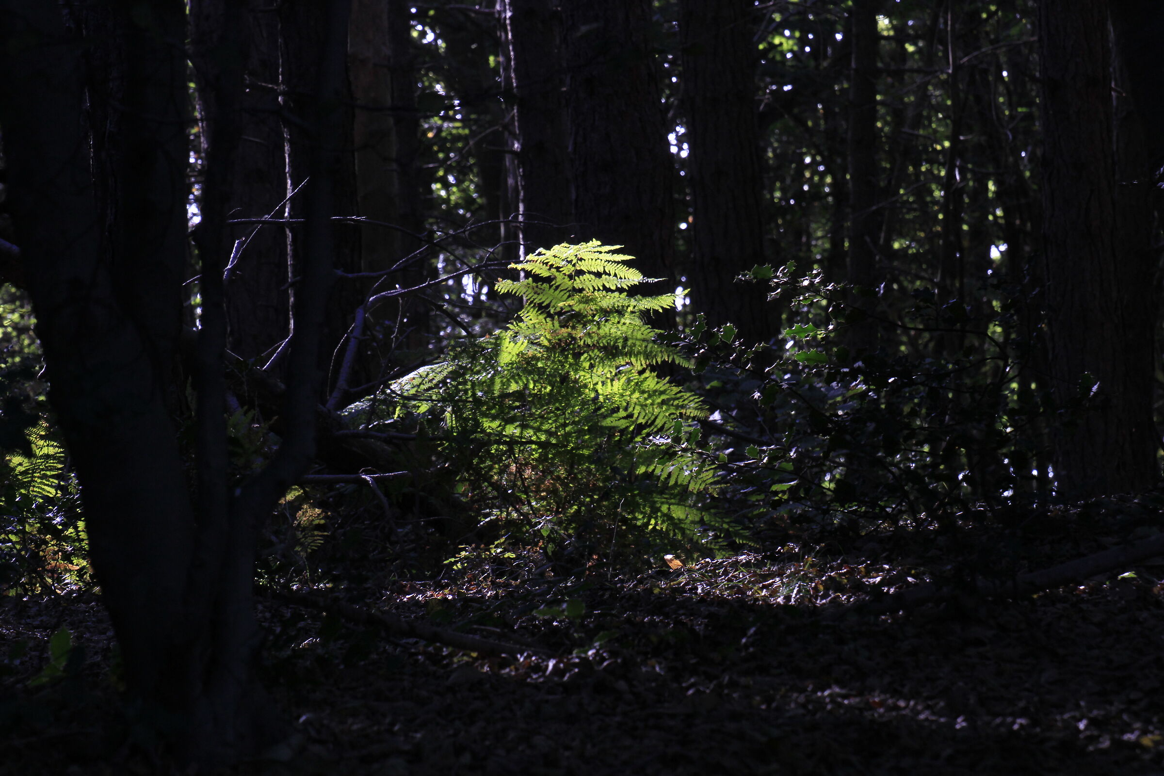 Lights in the woods