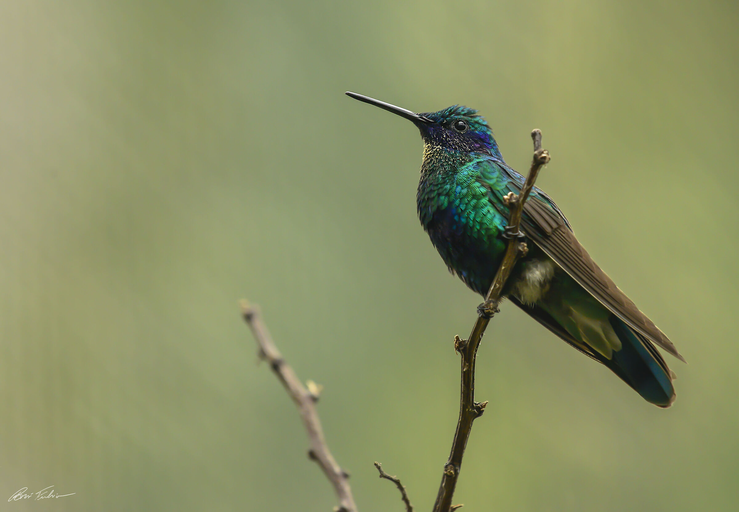 Colibrì