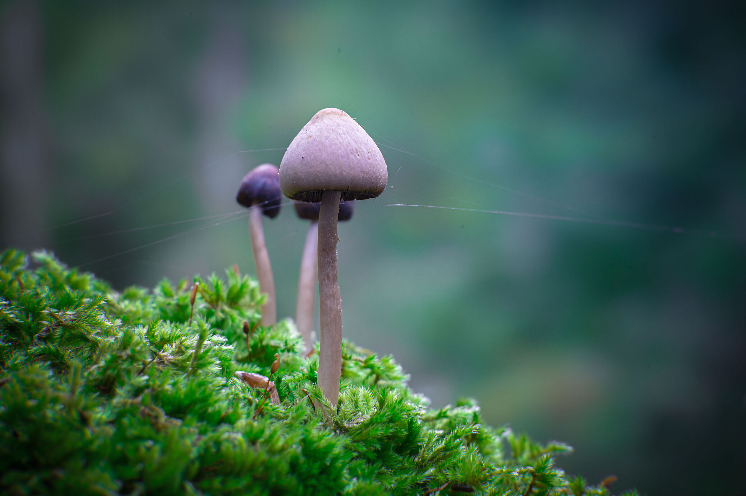 Primi tentativi di macro