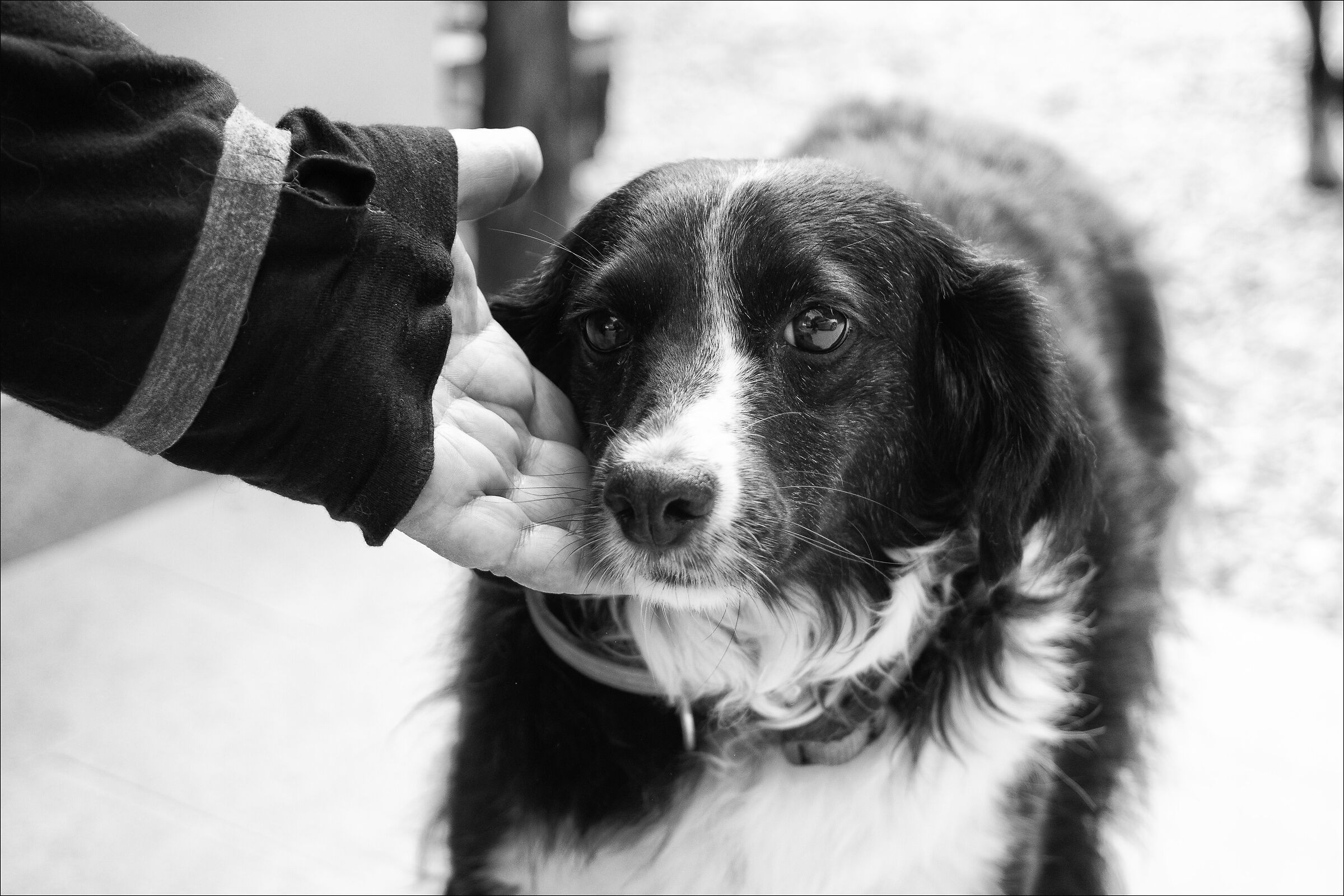 al rifugio "Una zampa per Birillo"
