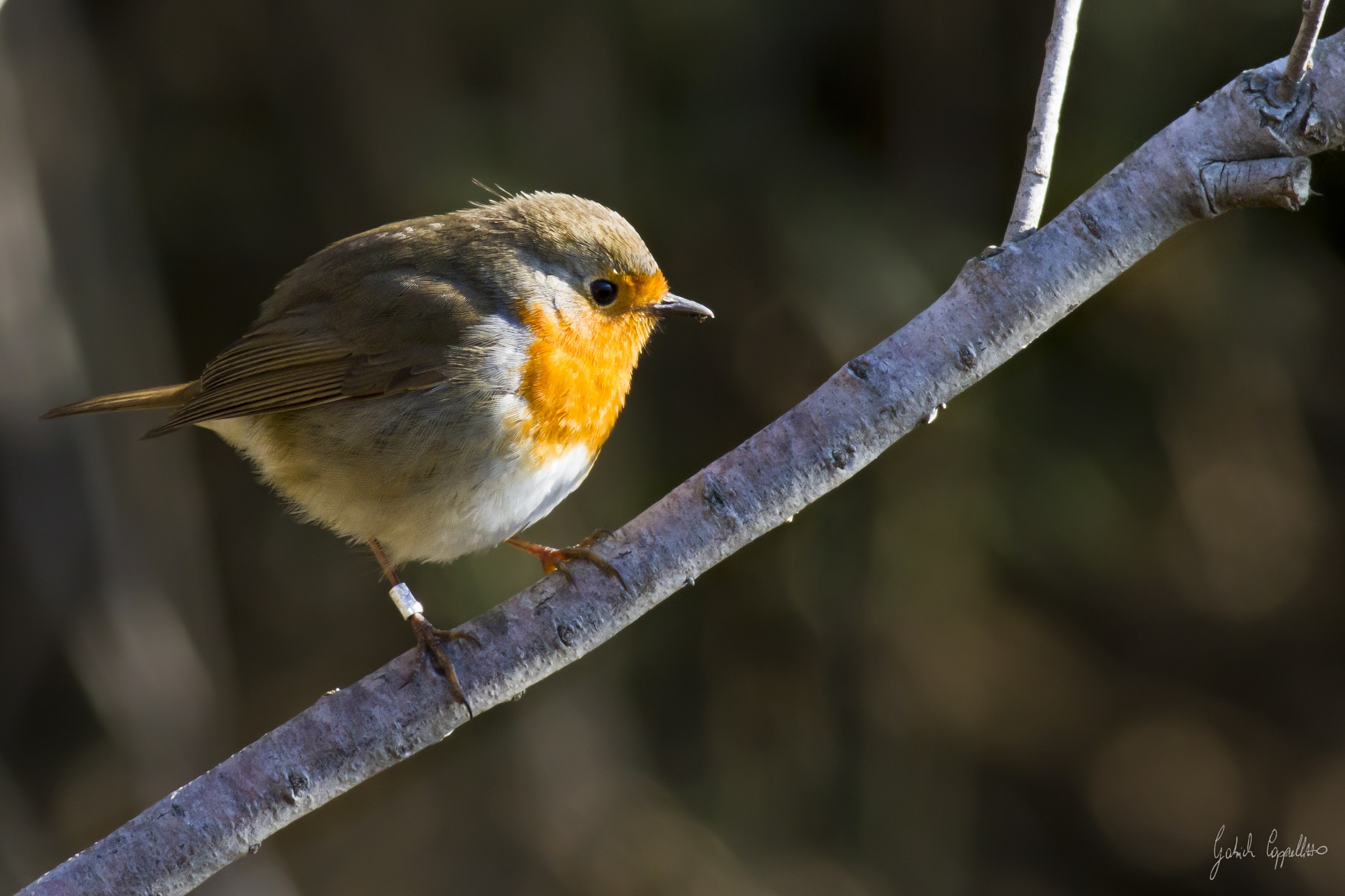Pettirosso (Erithacus rubecula)