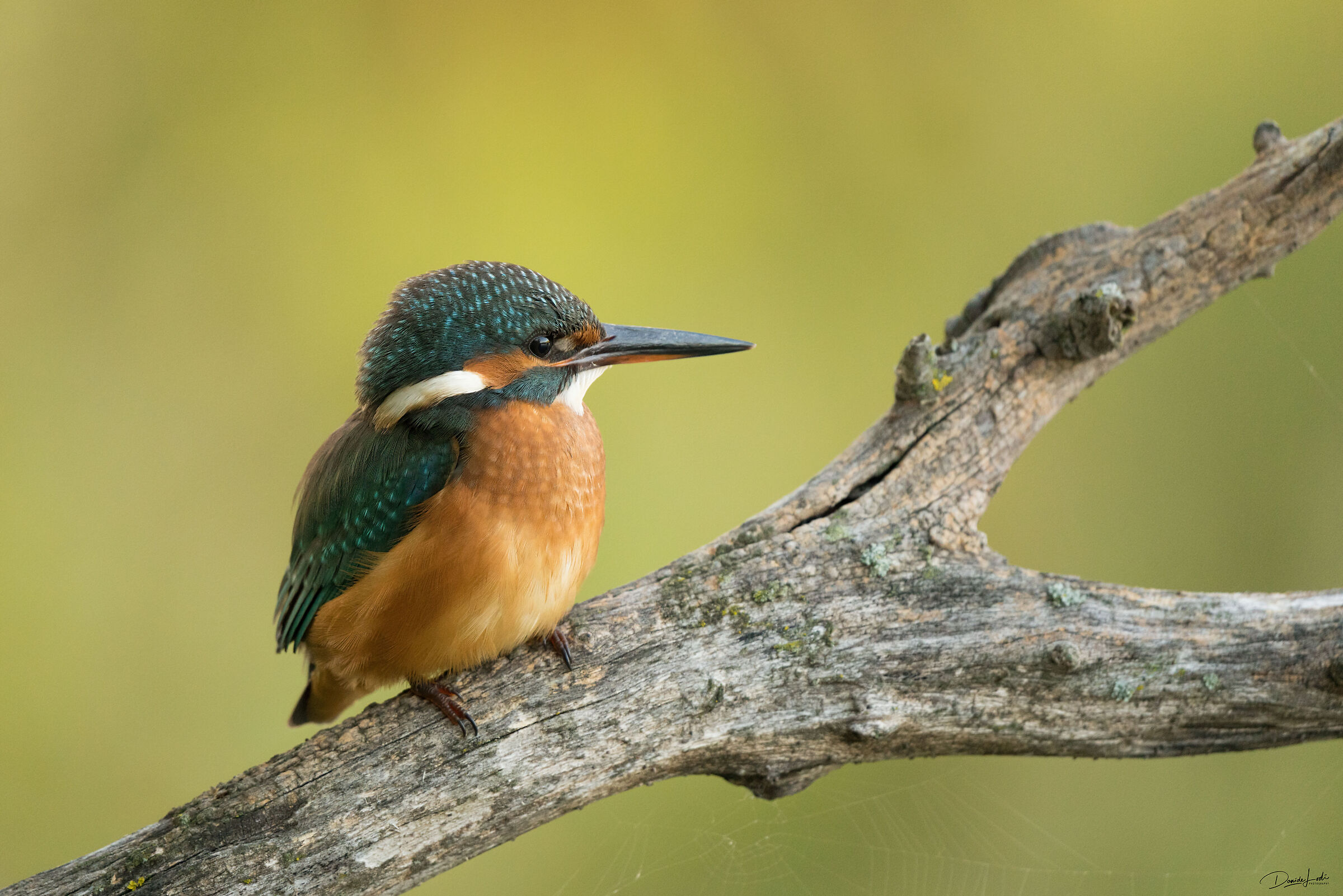 Kingfisher