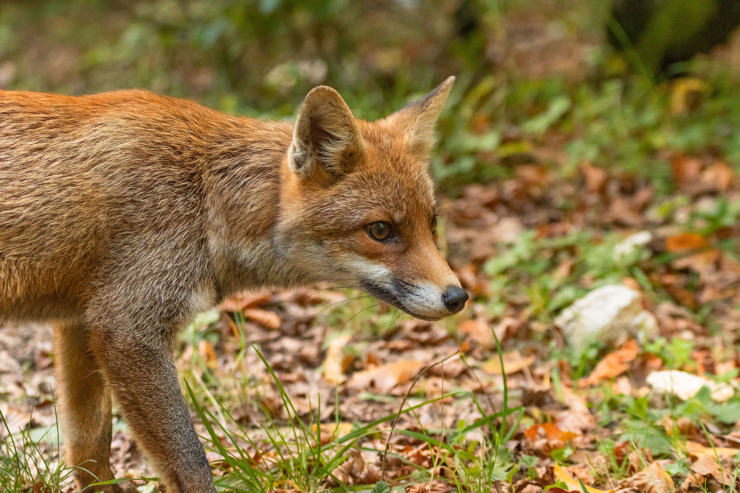 Fox in the Fondillo Valley