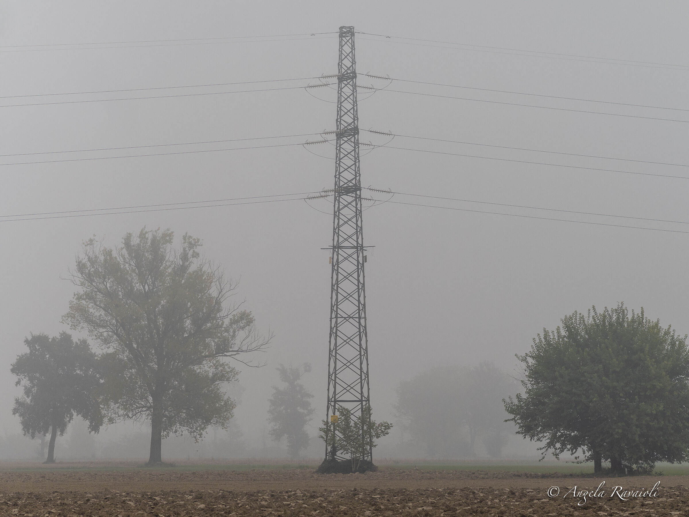 Alberi nella nebbia