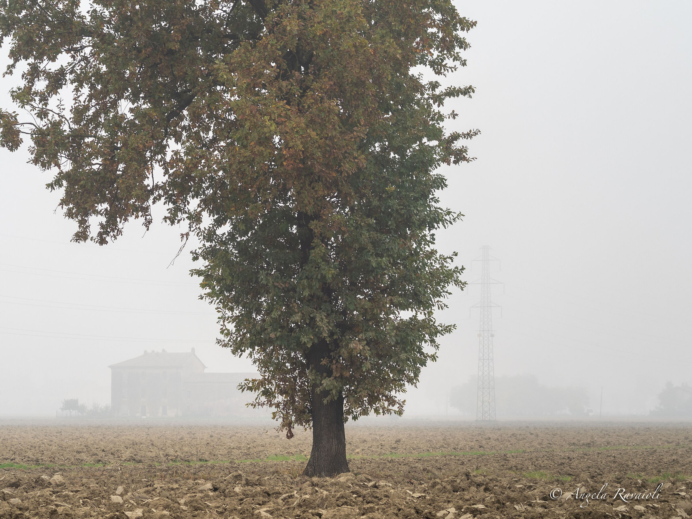 Alberi nella nebbia