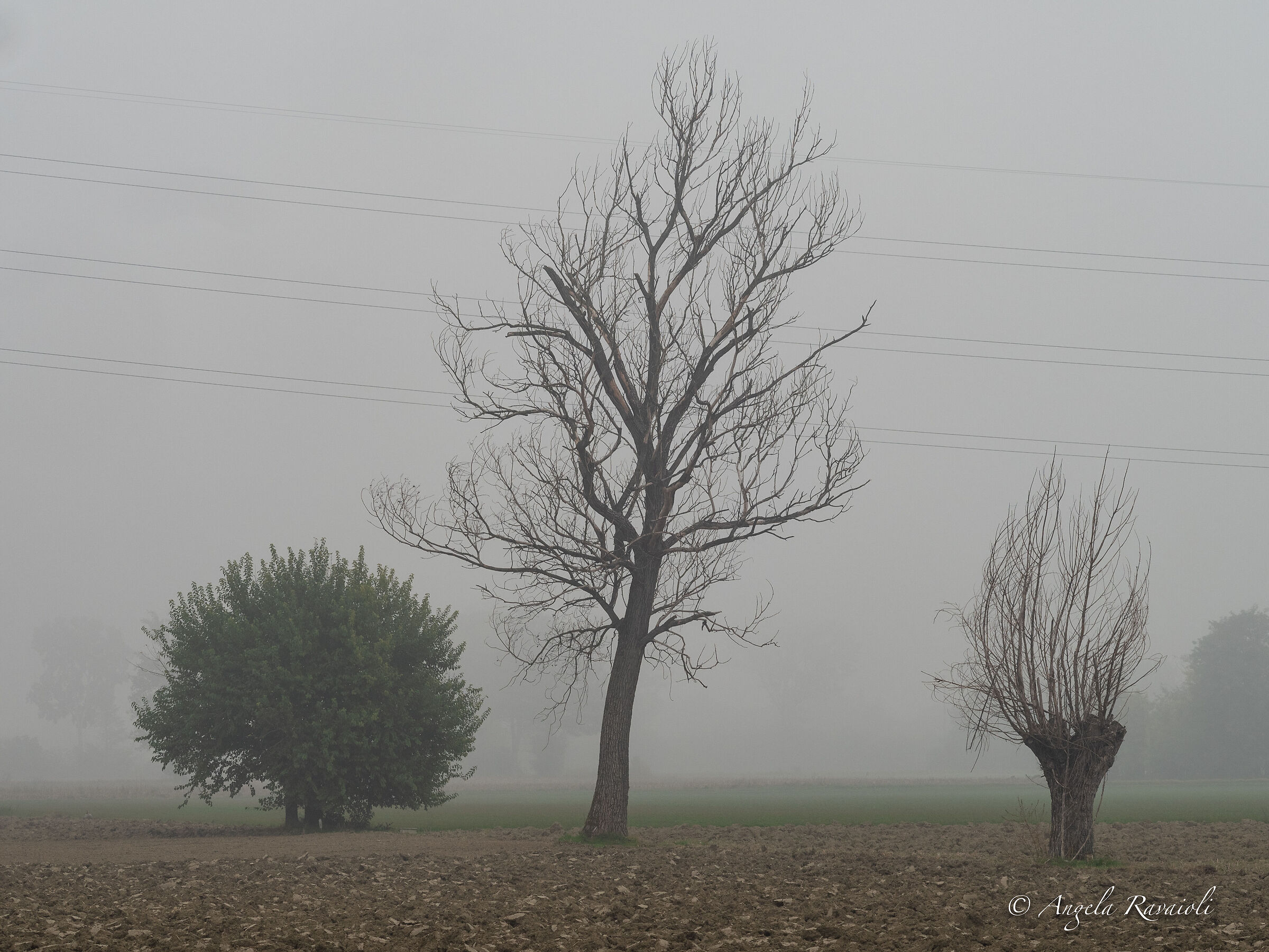 Alberi nella nebbia