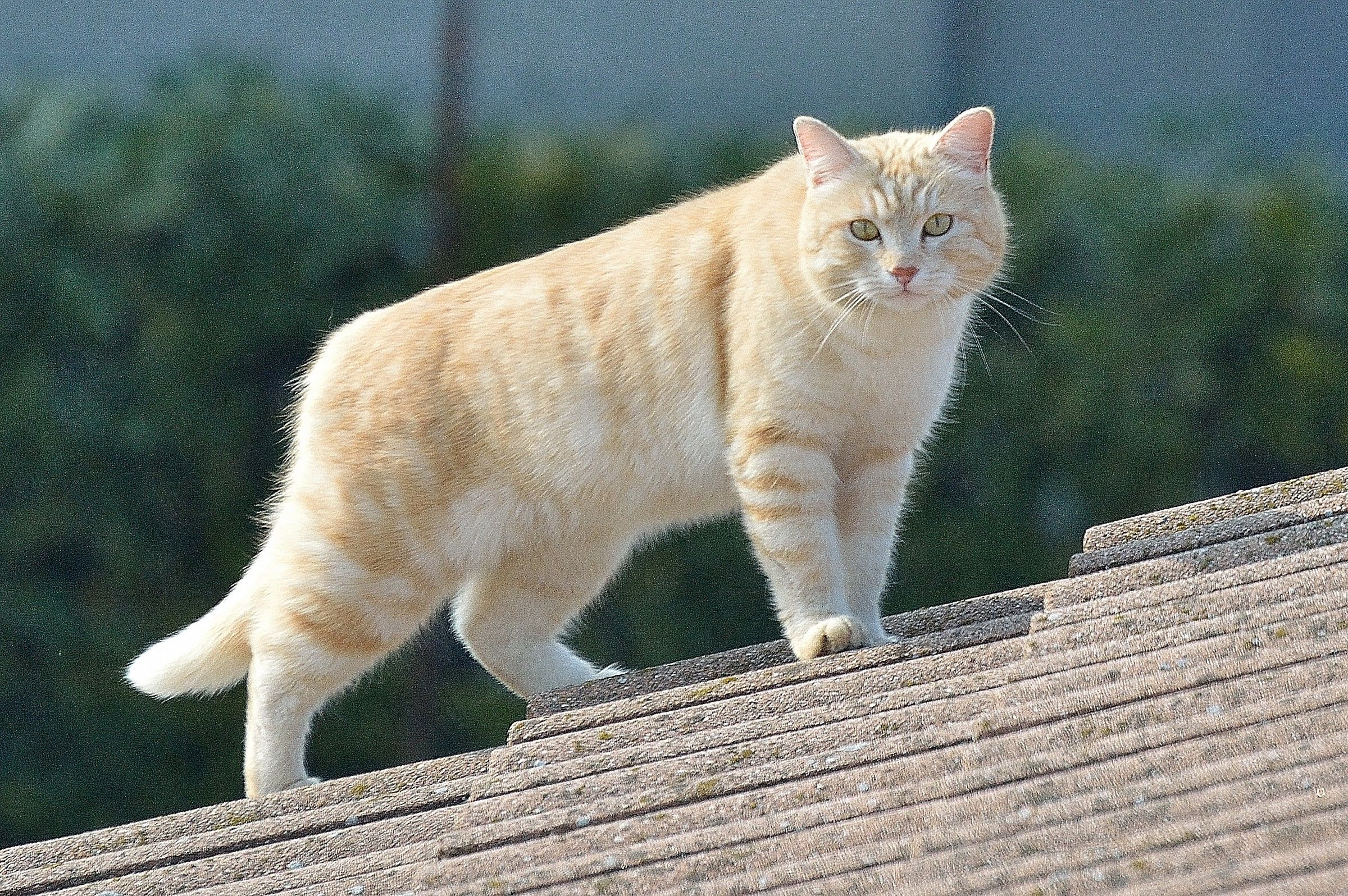 hunting on the roof