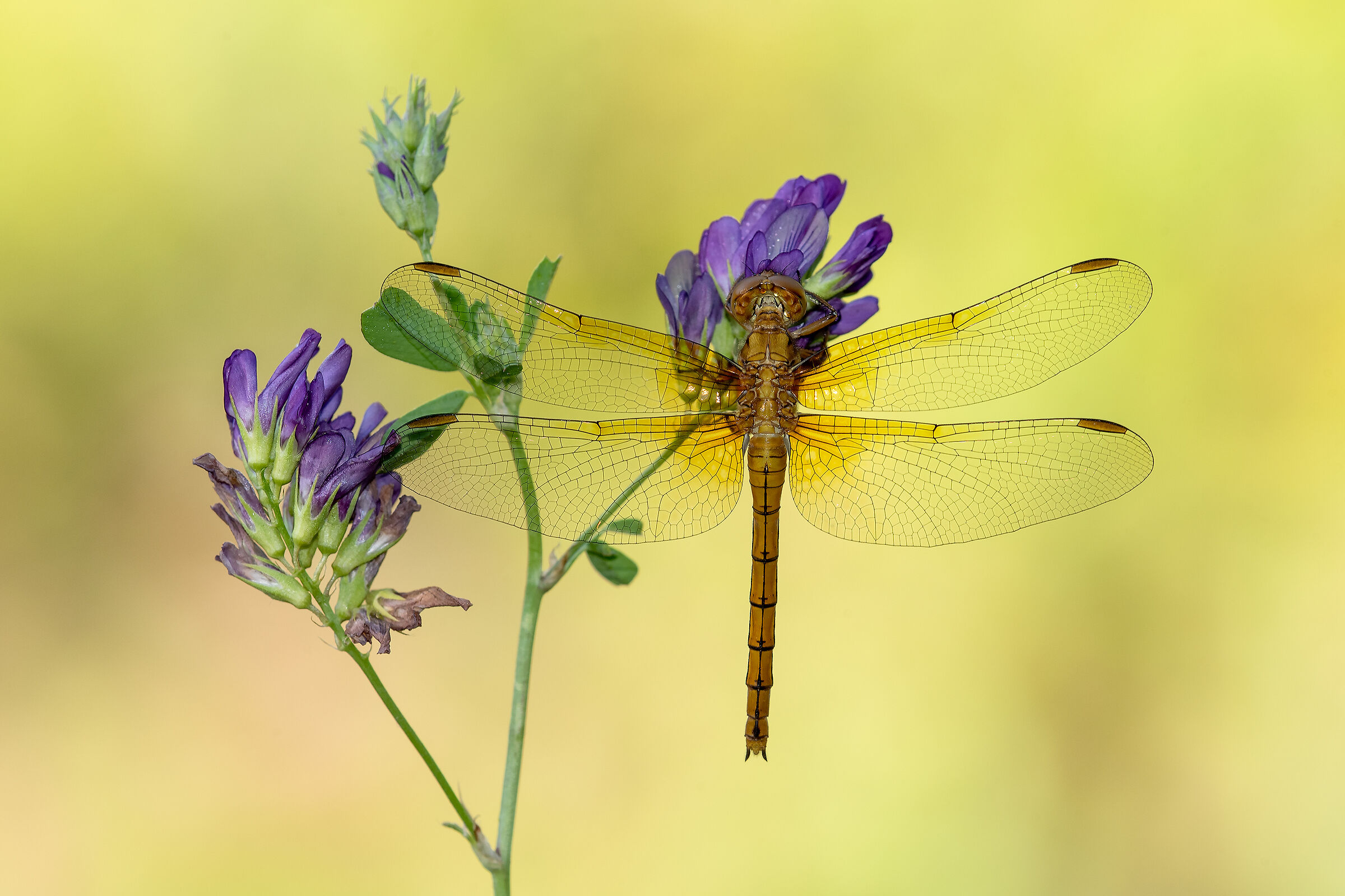 Ortthetrum coerulescens