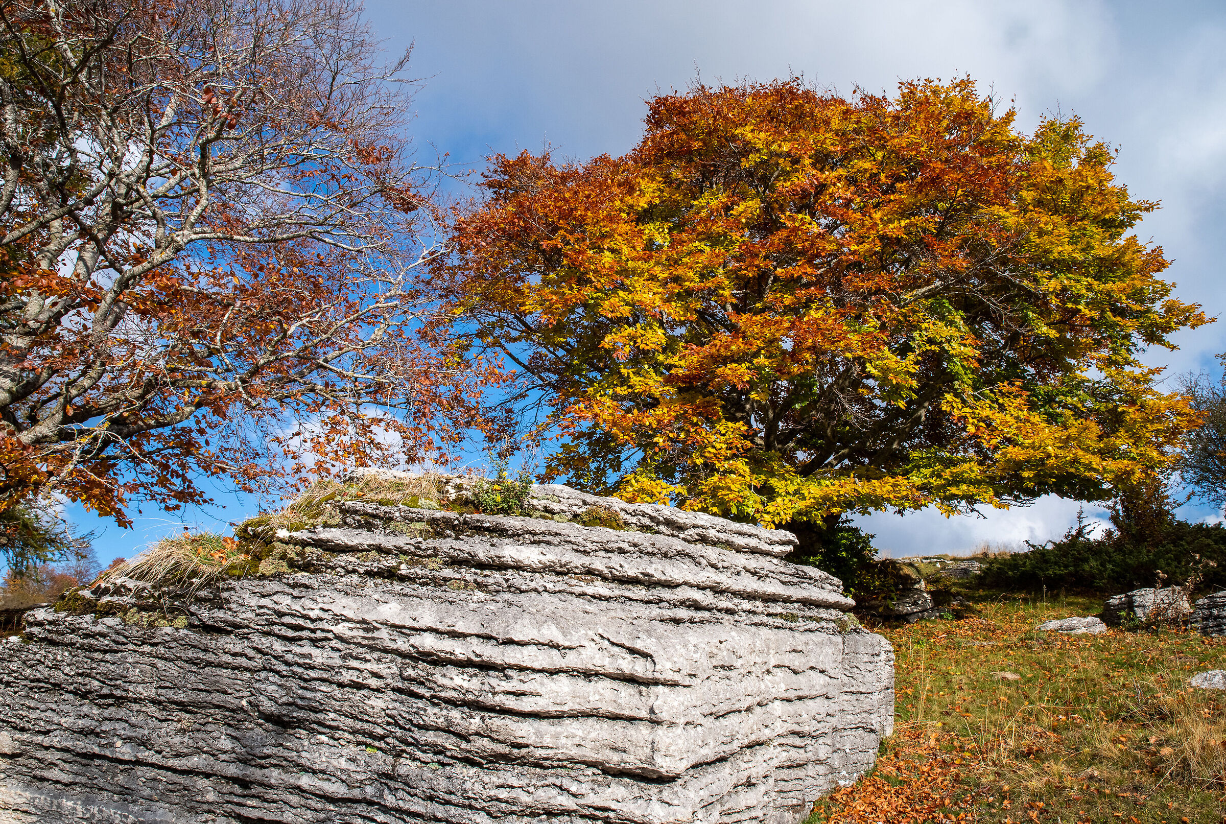 Beech and Stone