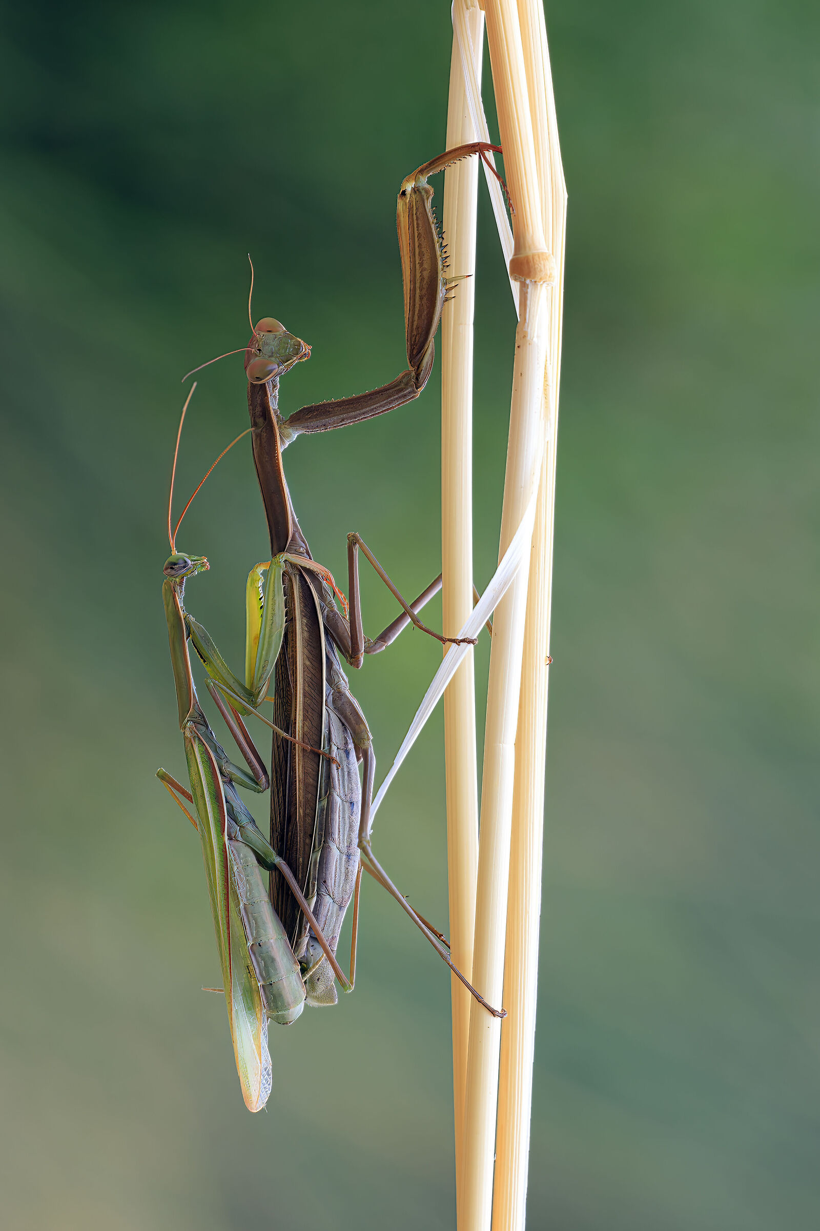 Mantis in accoppiamento