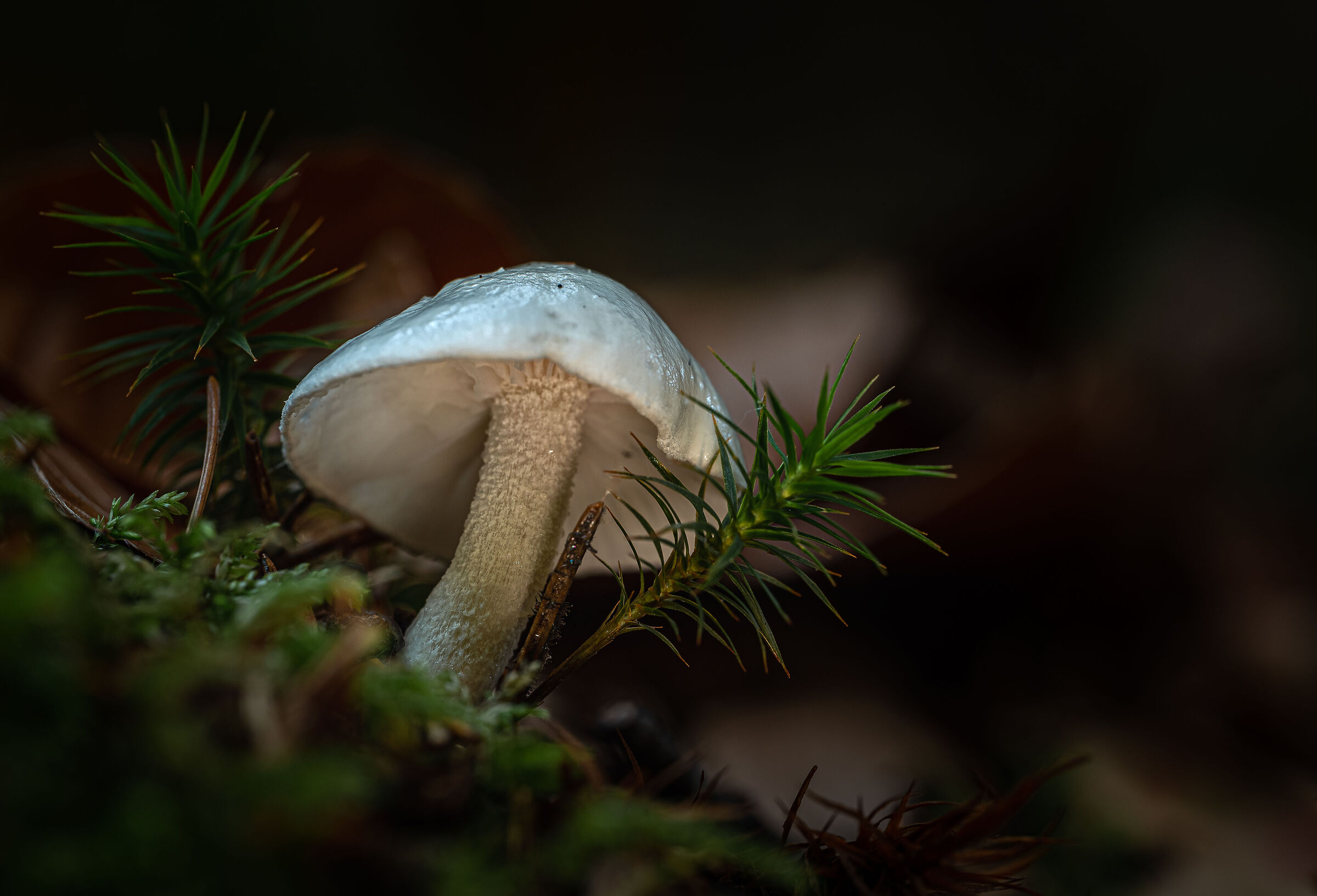 In the humid undergrowth I grow .....