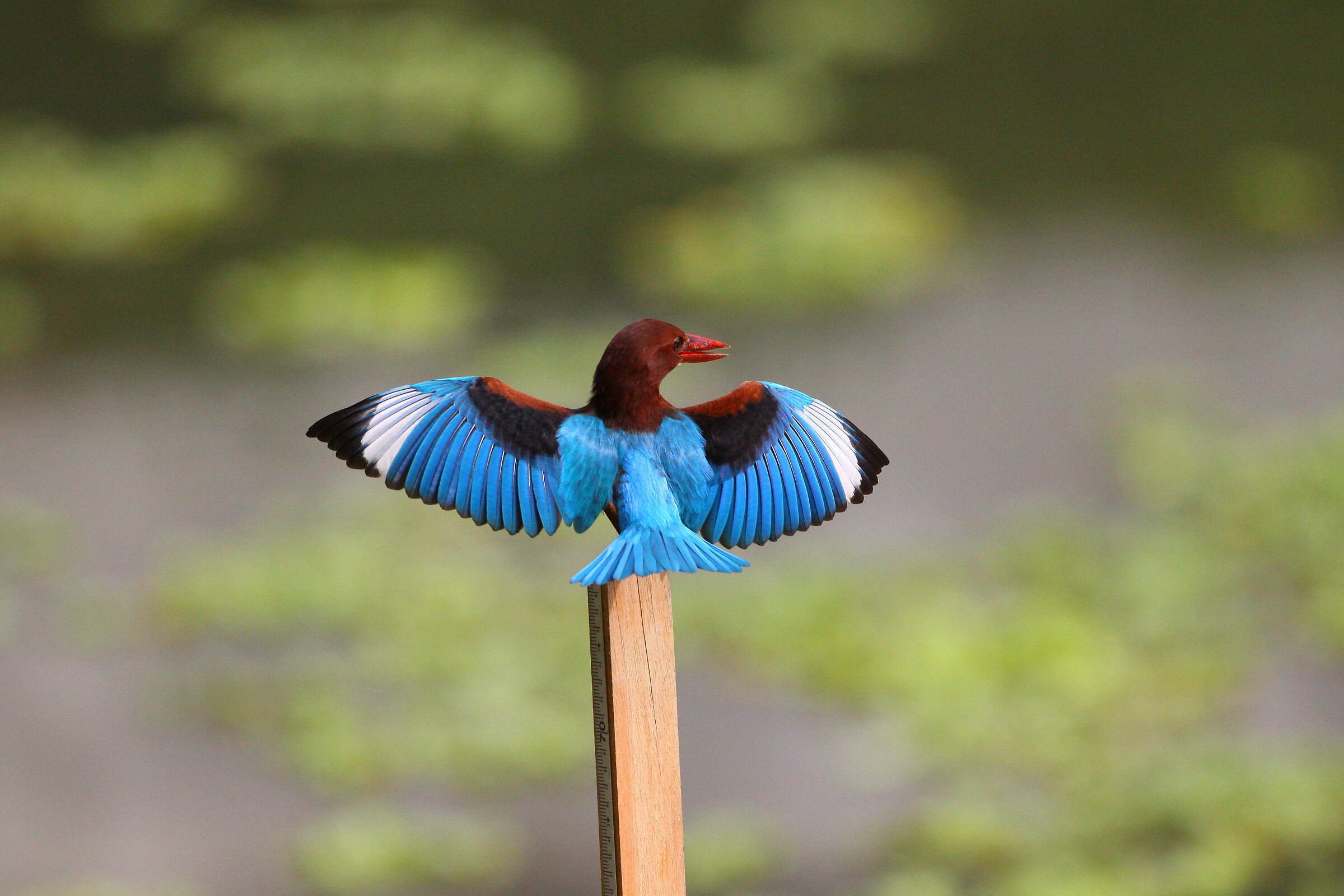 Atto di difesa del territorio del martin pescatore