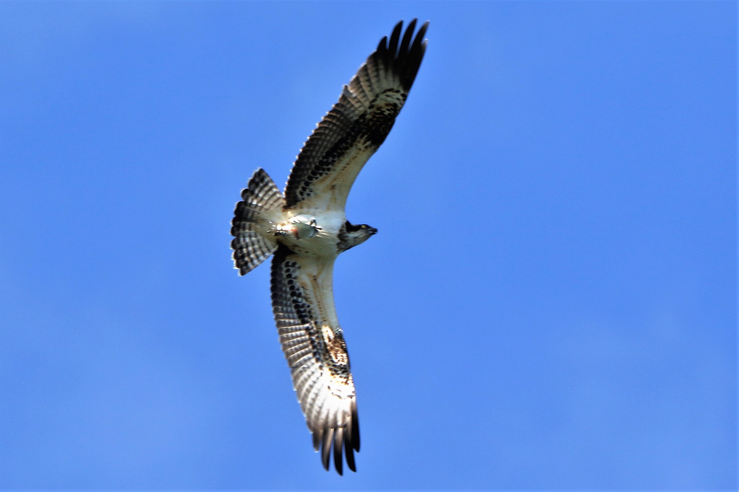 Osprey with prey 212