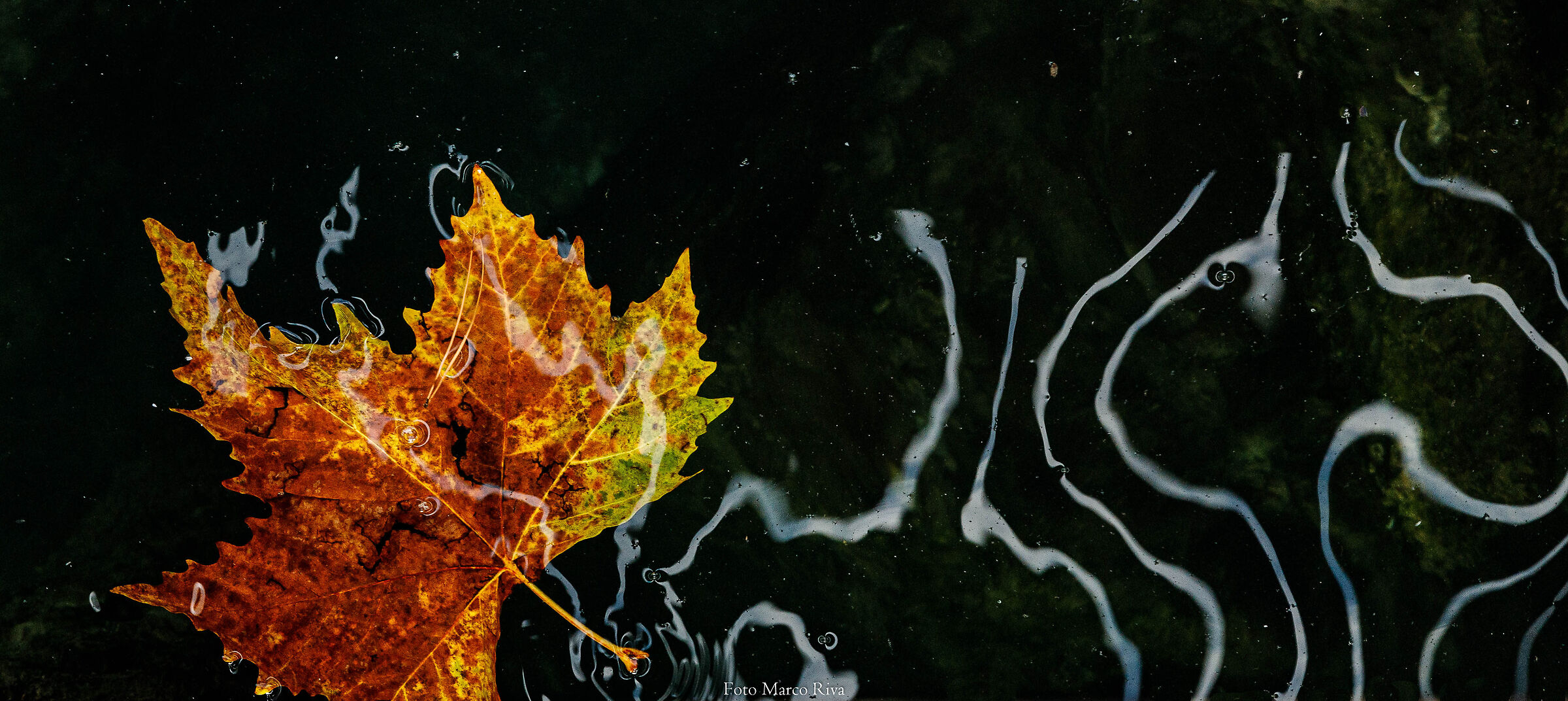 Leaf floating on water
