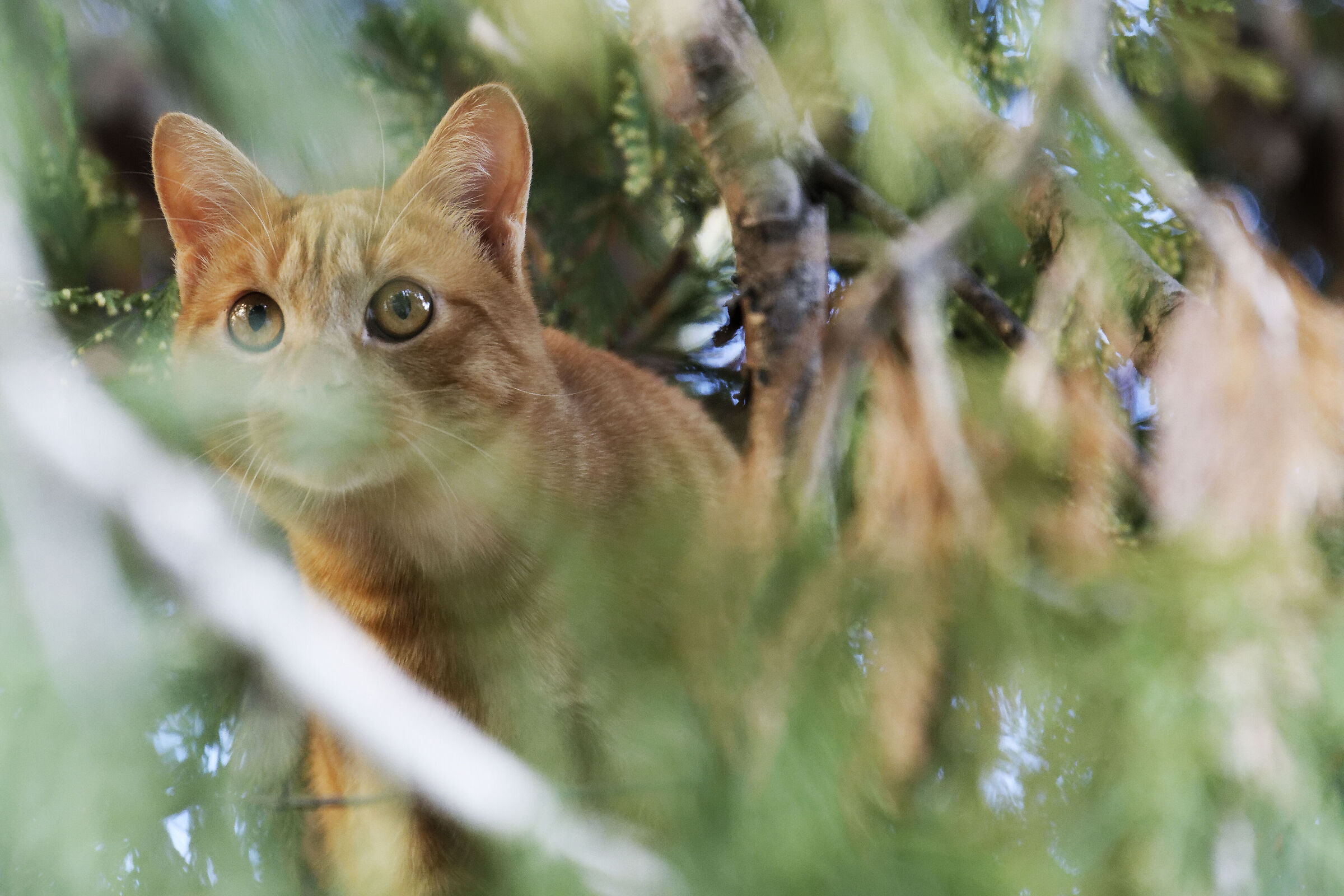 Jean Jerome il Belga...