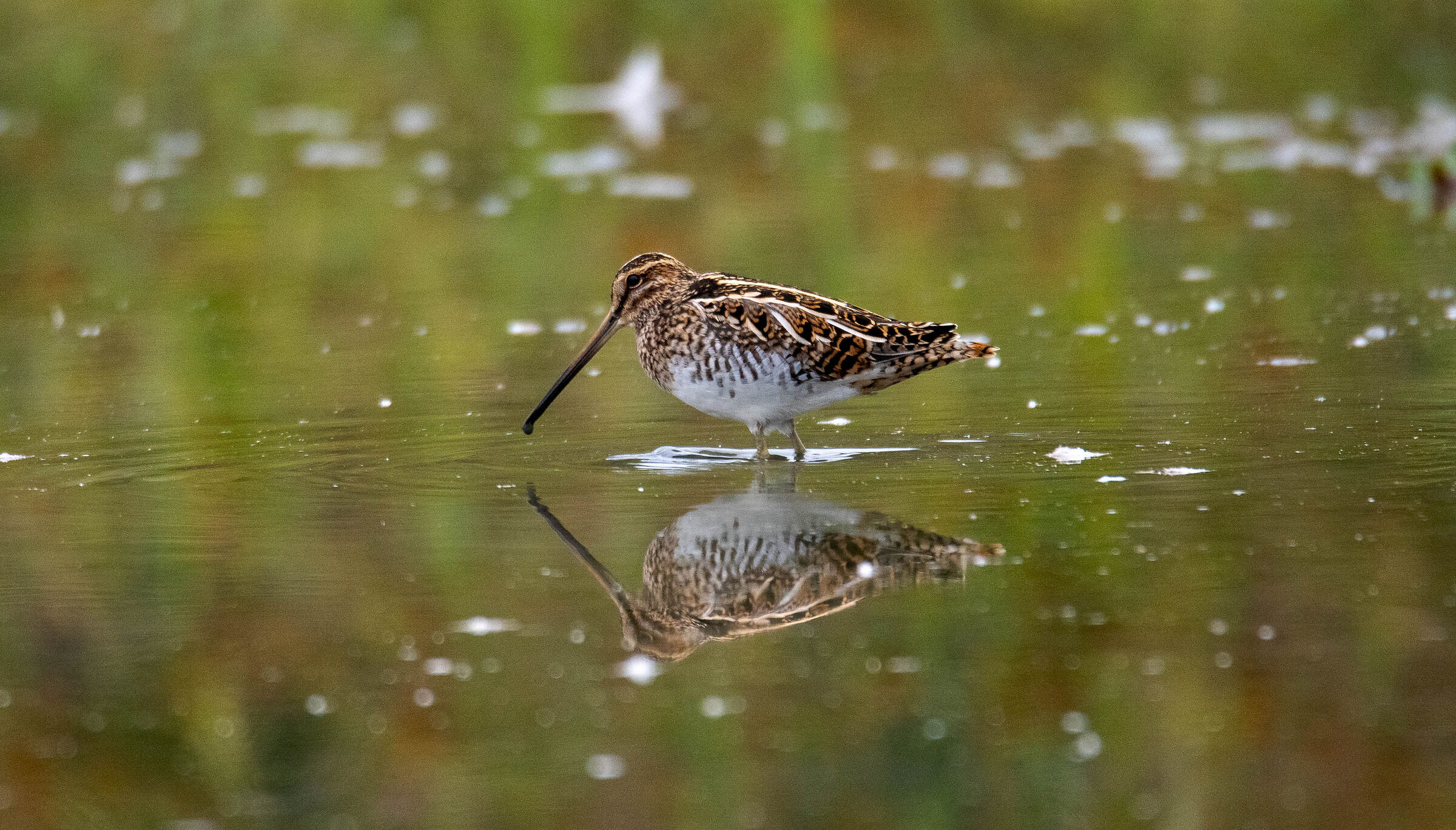 Snipe