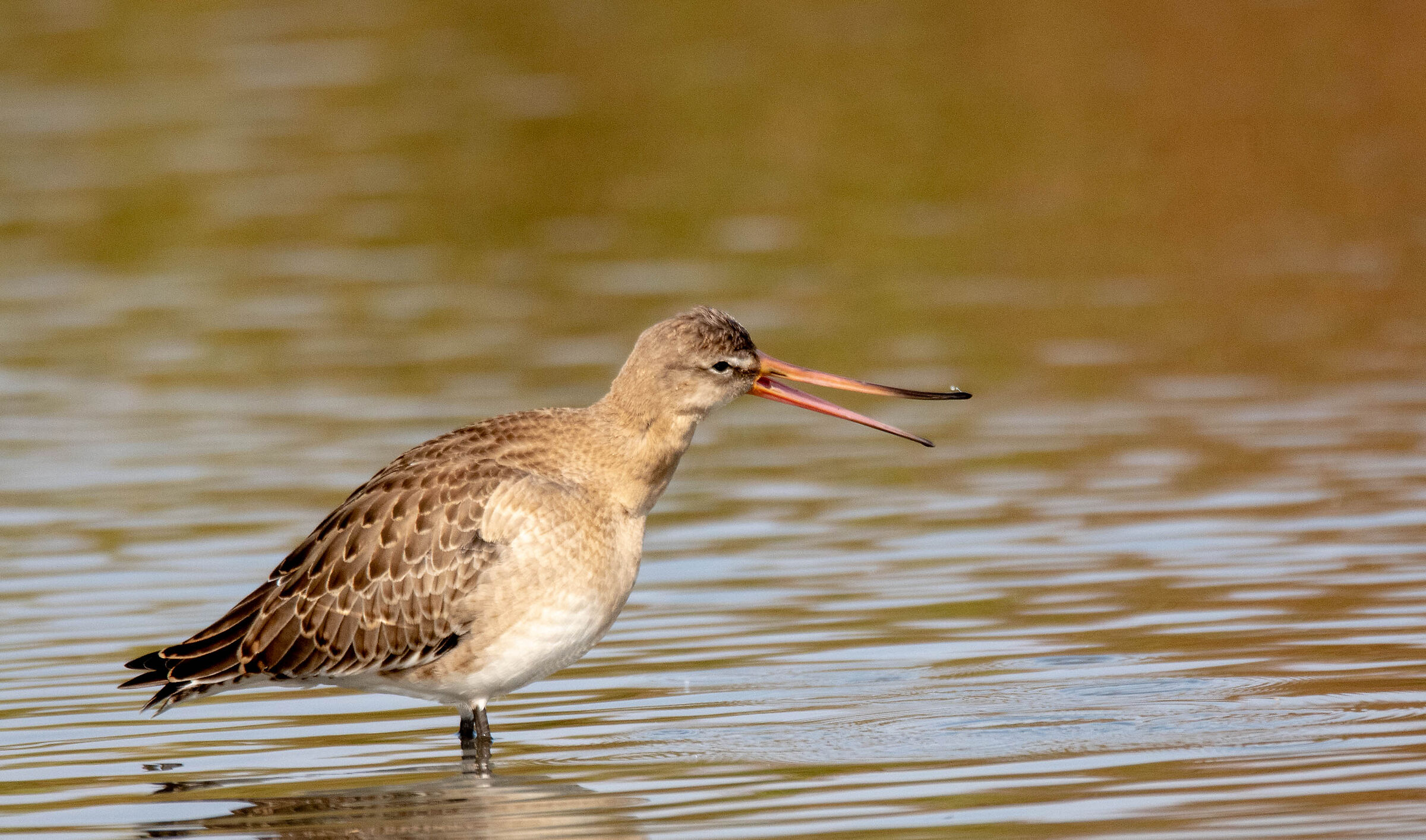 Limosa limosa