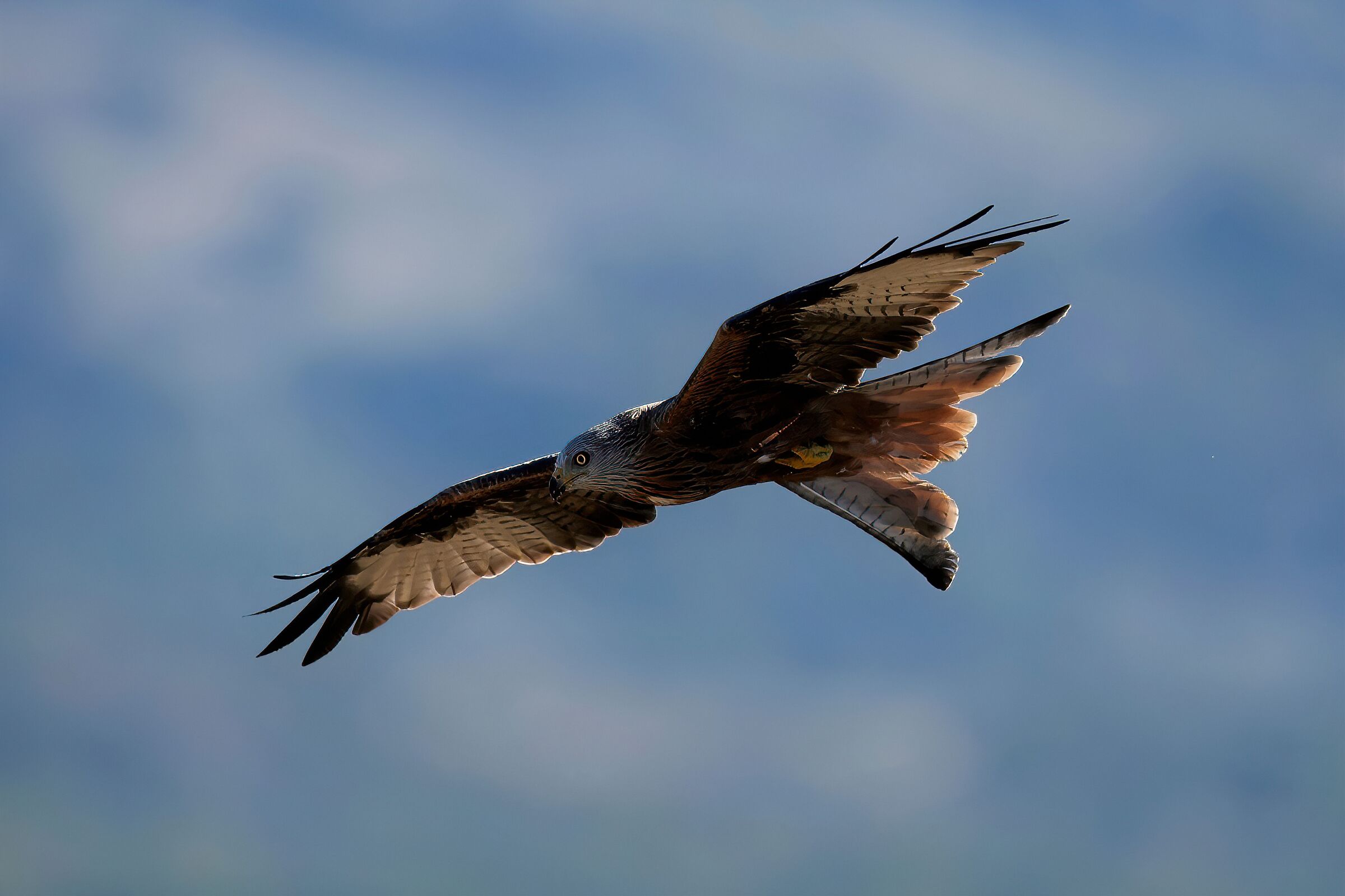 red kite