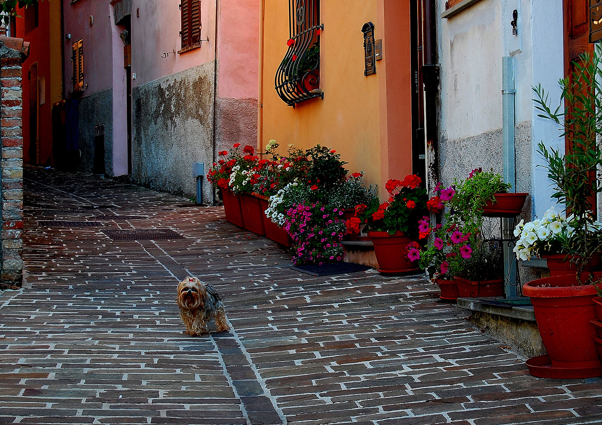 The little guardian of the flowery alley