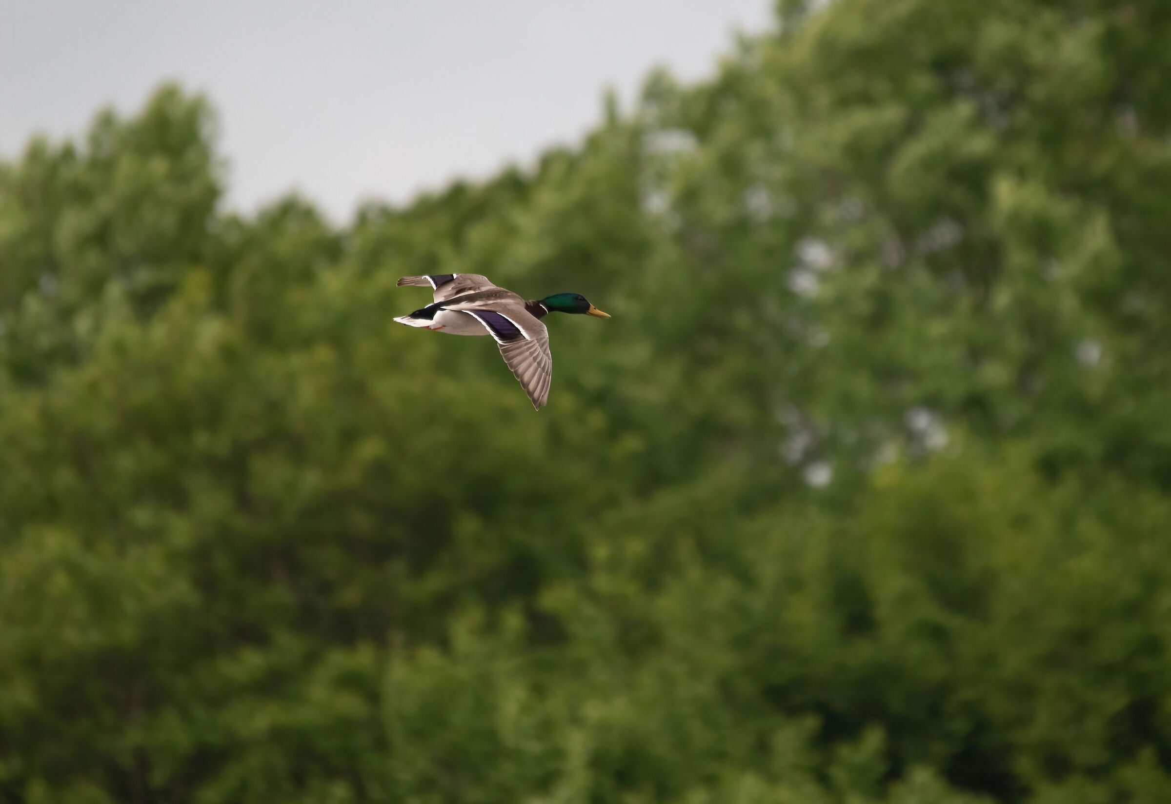 mallard