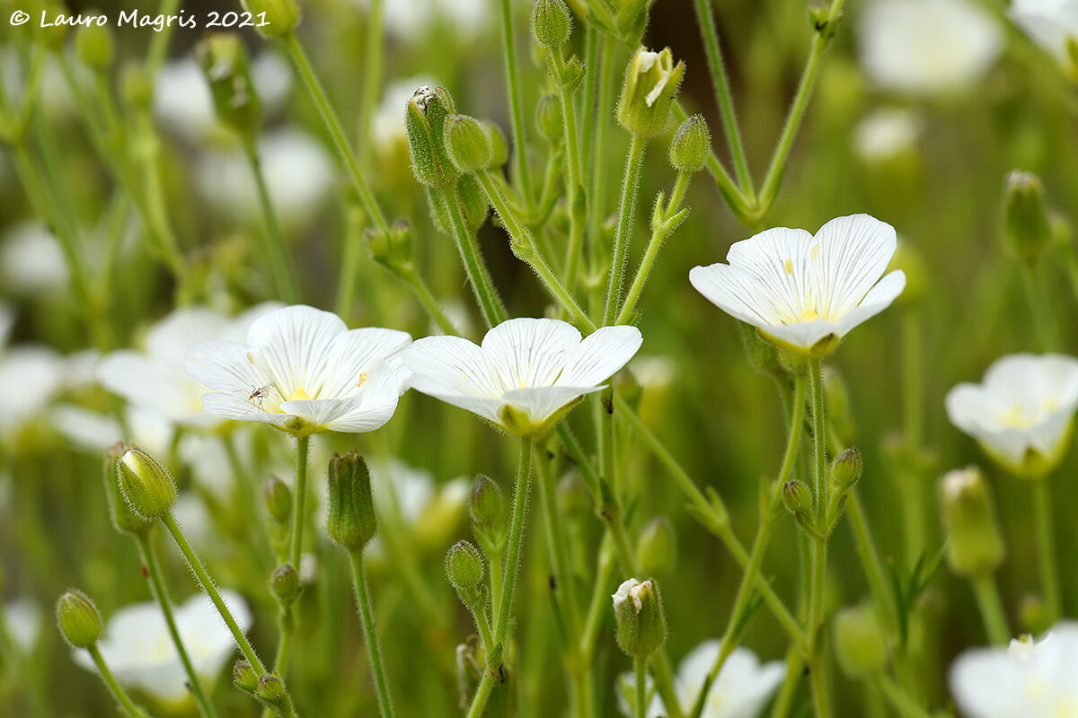 White capillary minutaria