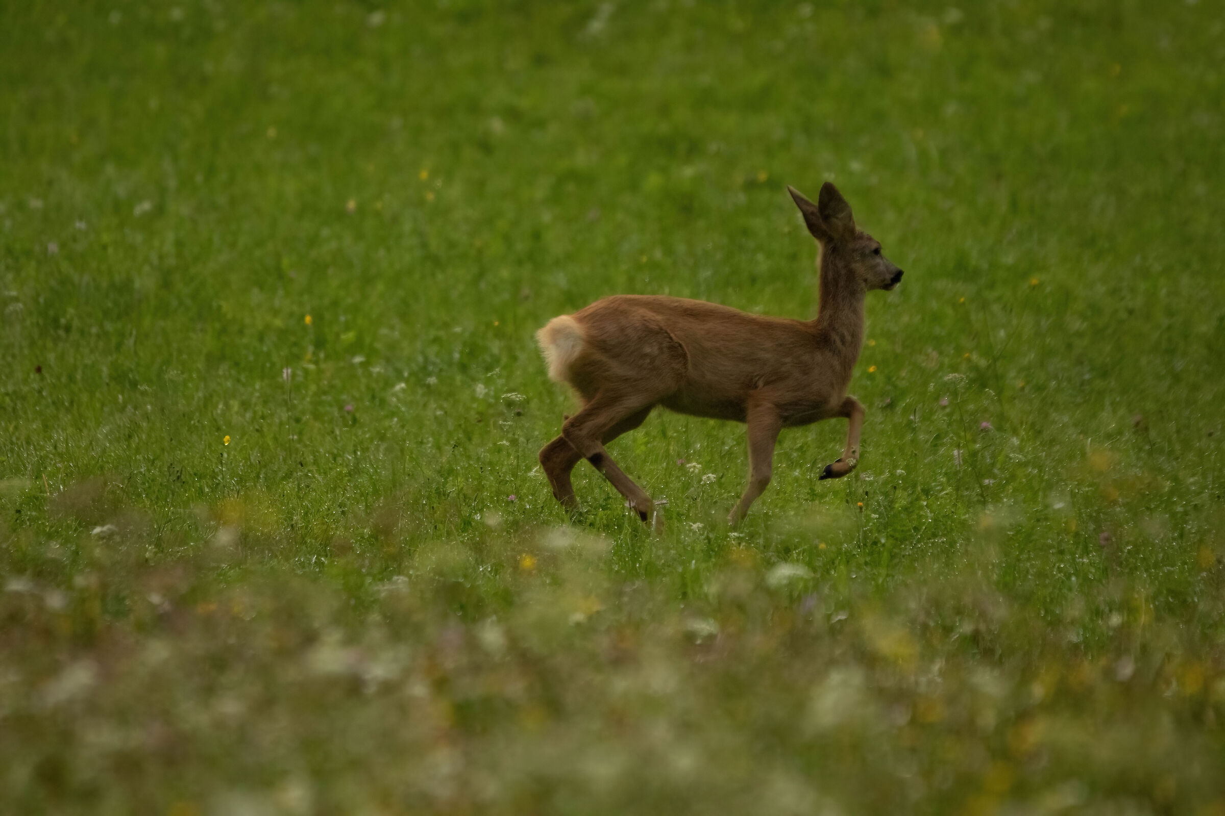 roe deer