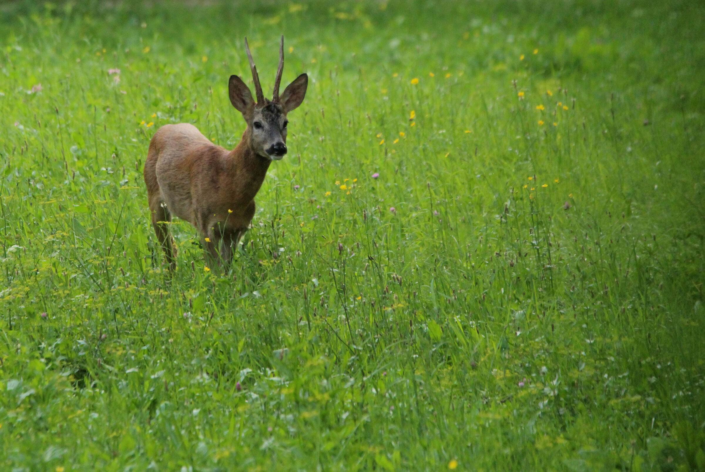 roe deer