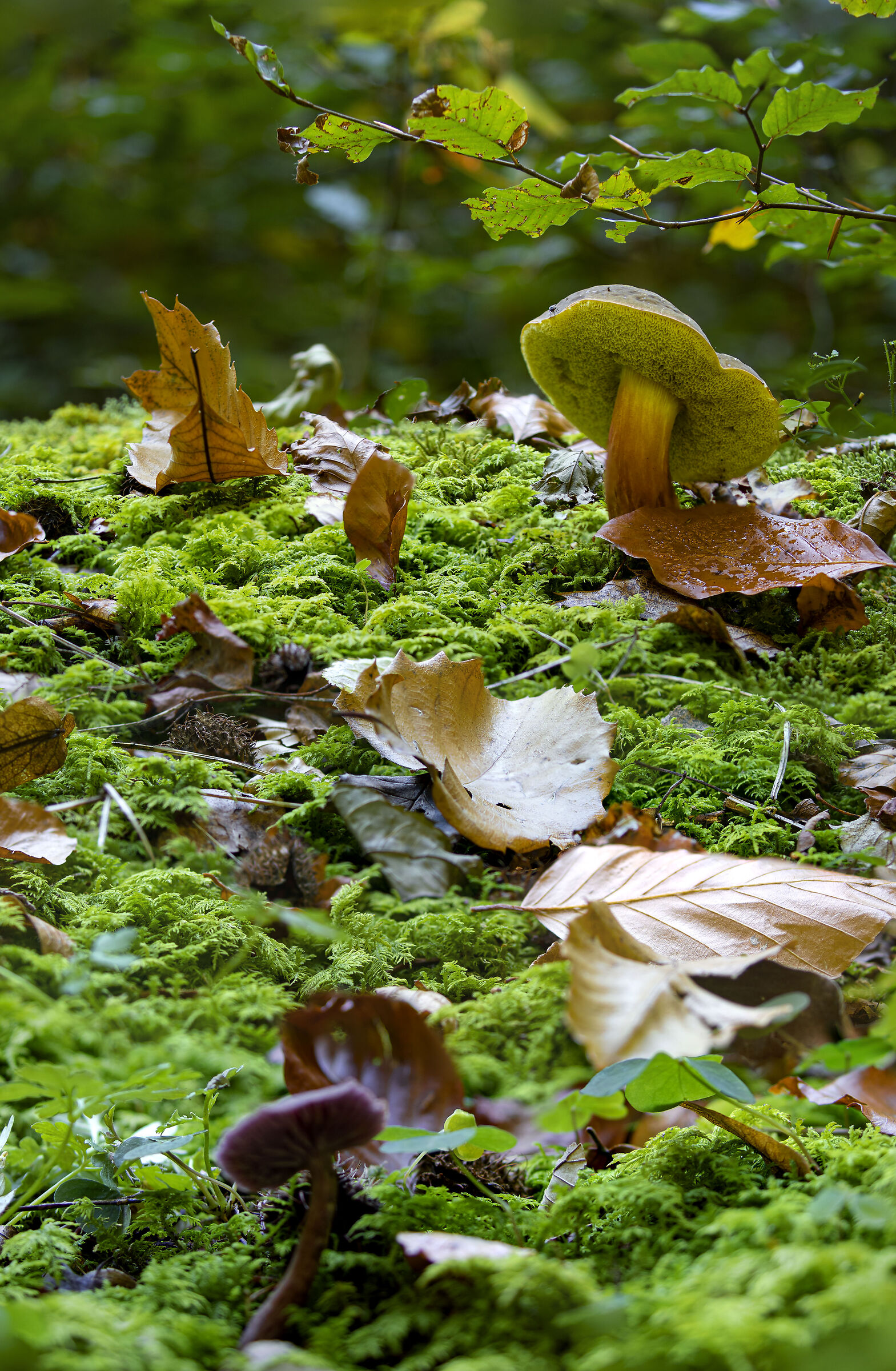 Autunno