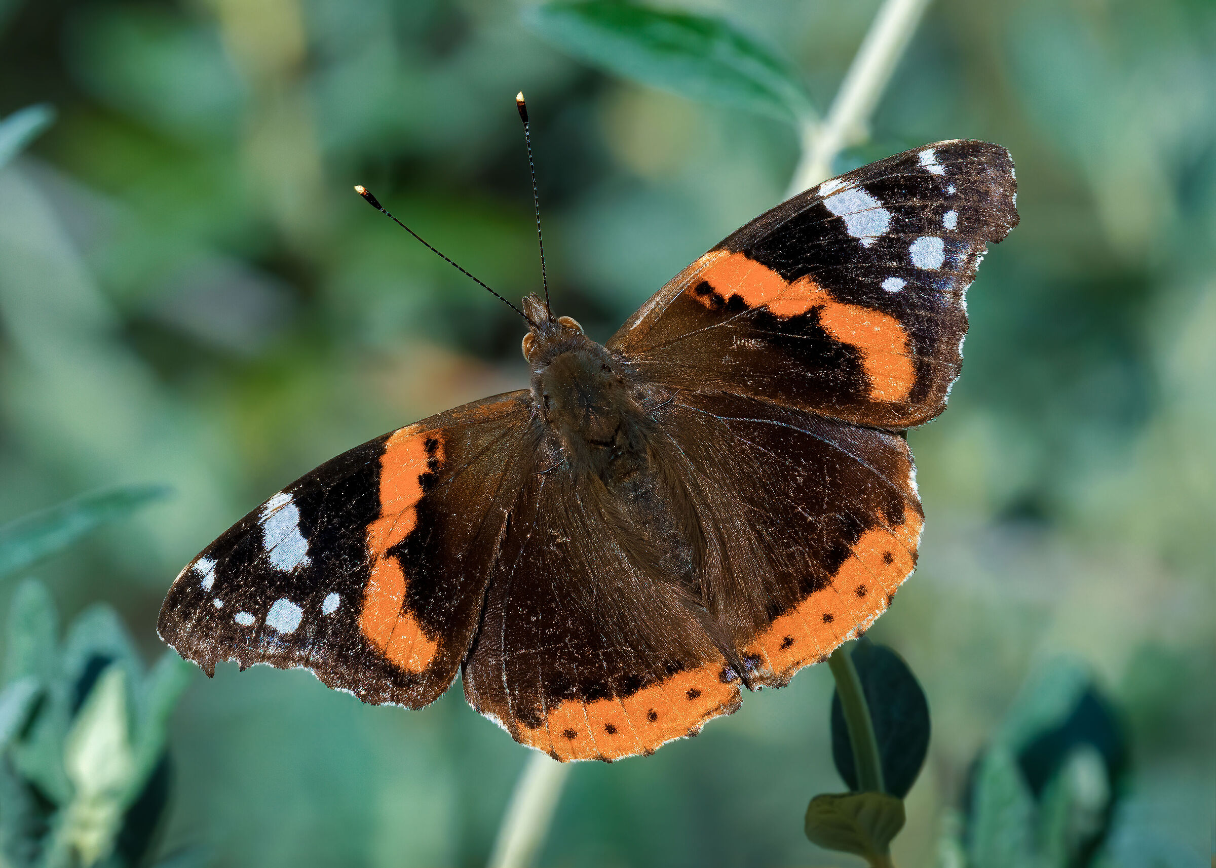 Vanessa Atalanta