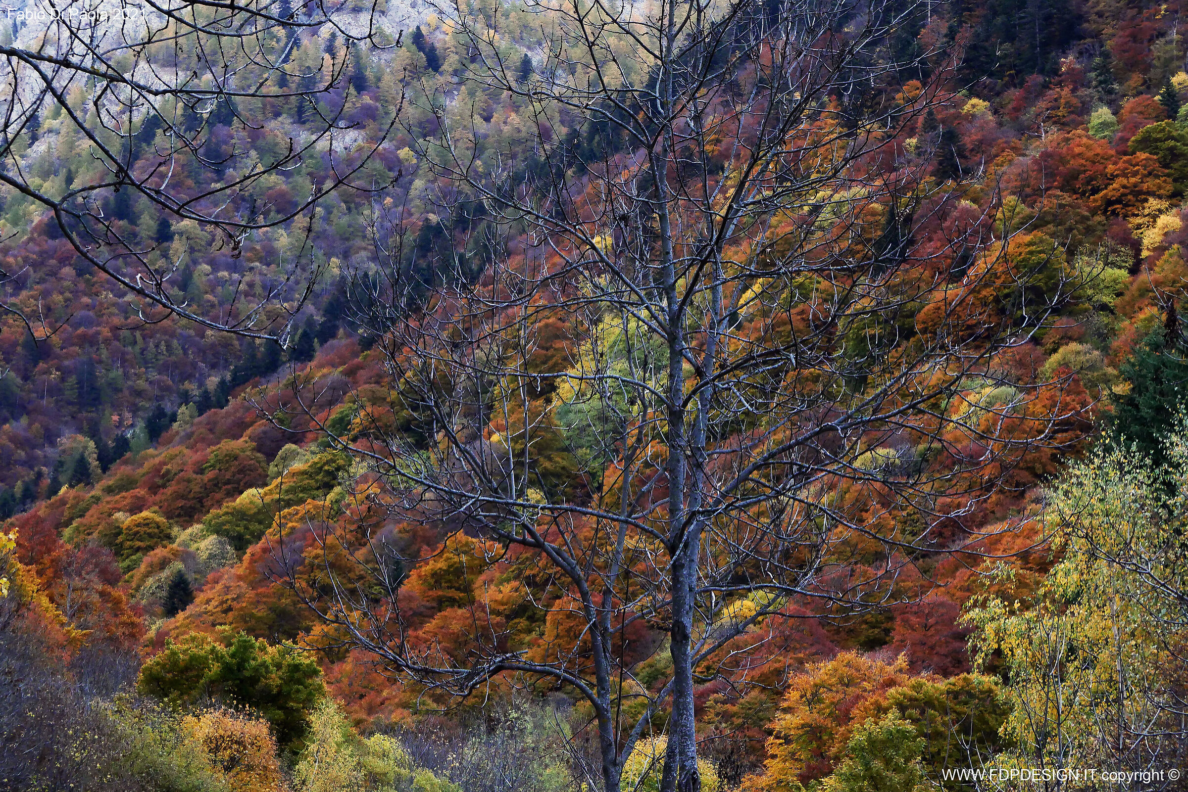 i colori d'autunno