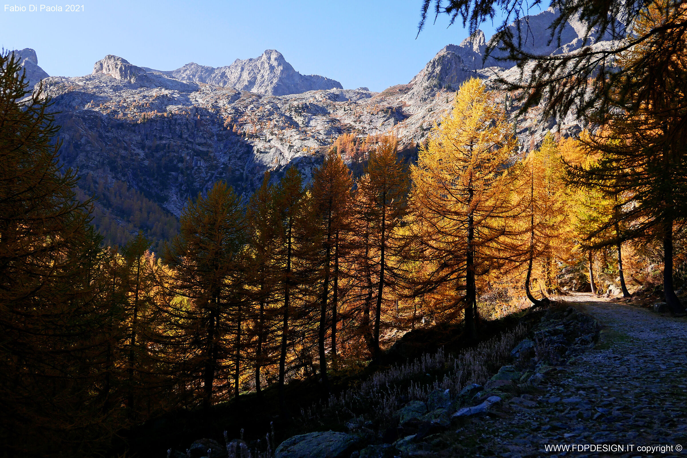 alberi incendiati